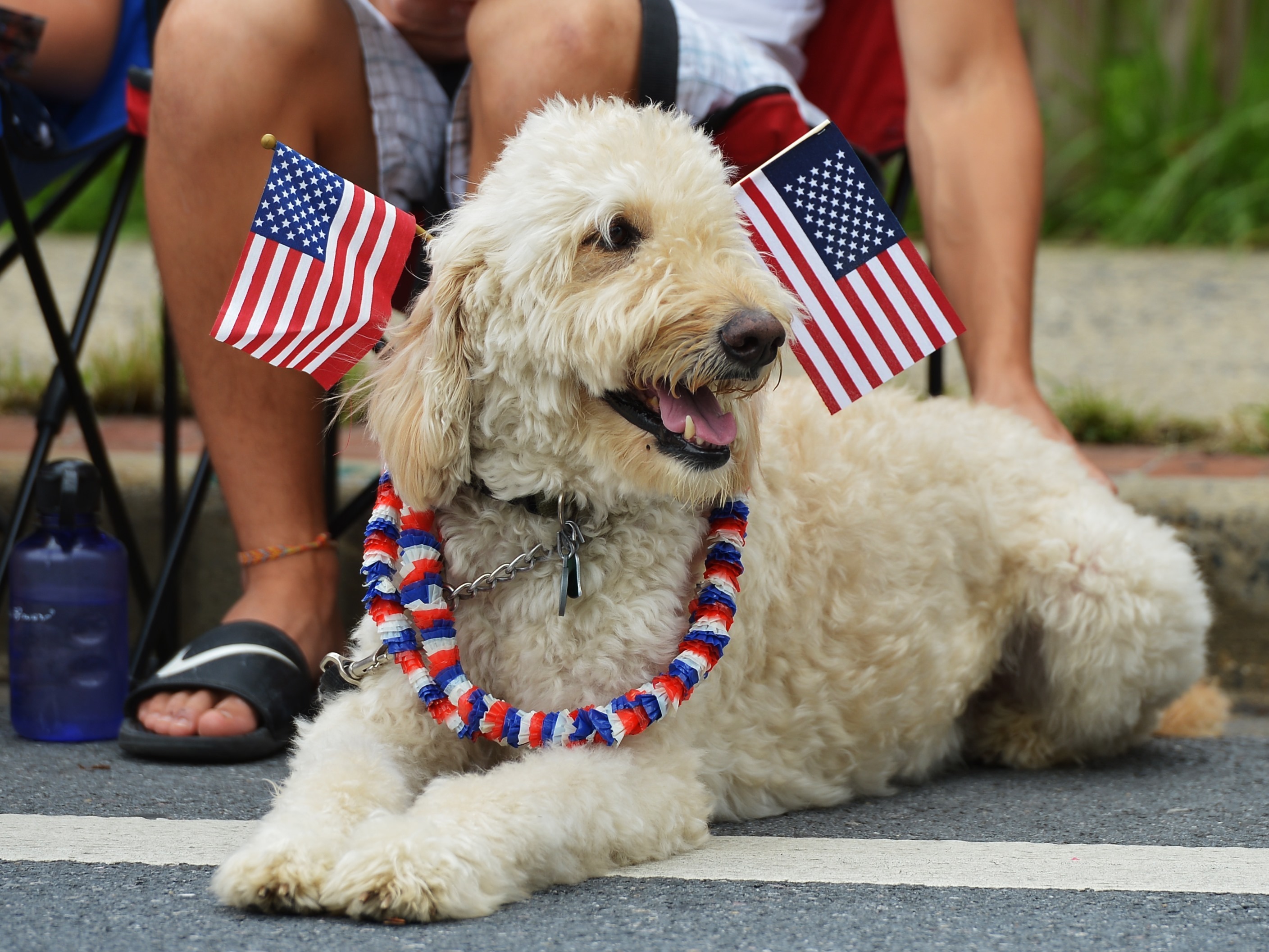 Happy 4th of july hot sale dog