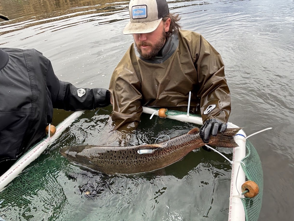 Tagging fish on the Klamath.