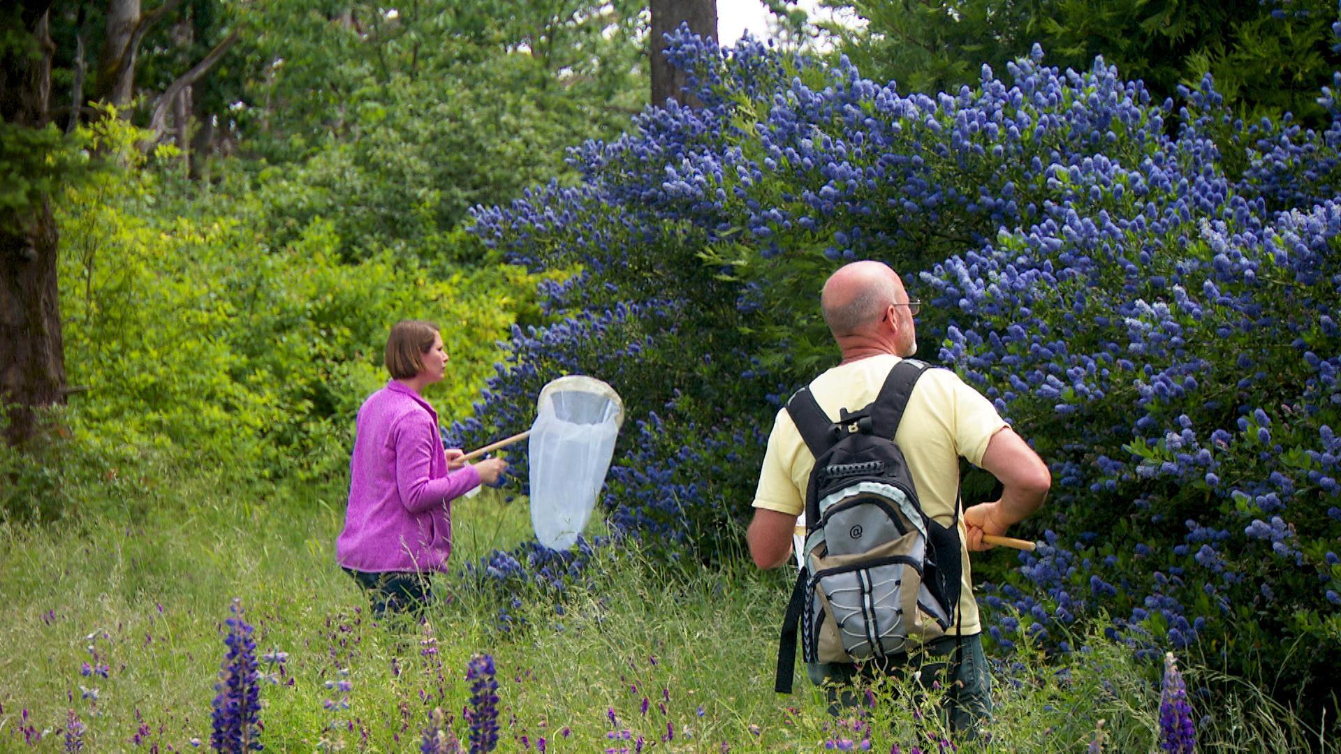 The Search Is On For Every Bee Species In Oregon - OPB