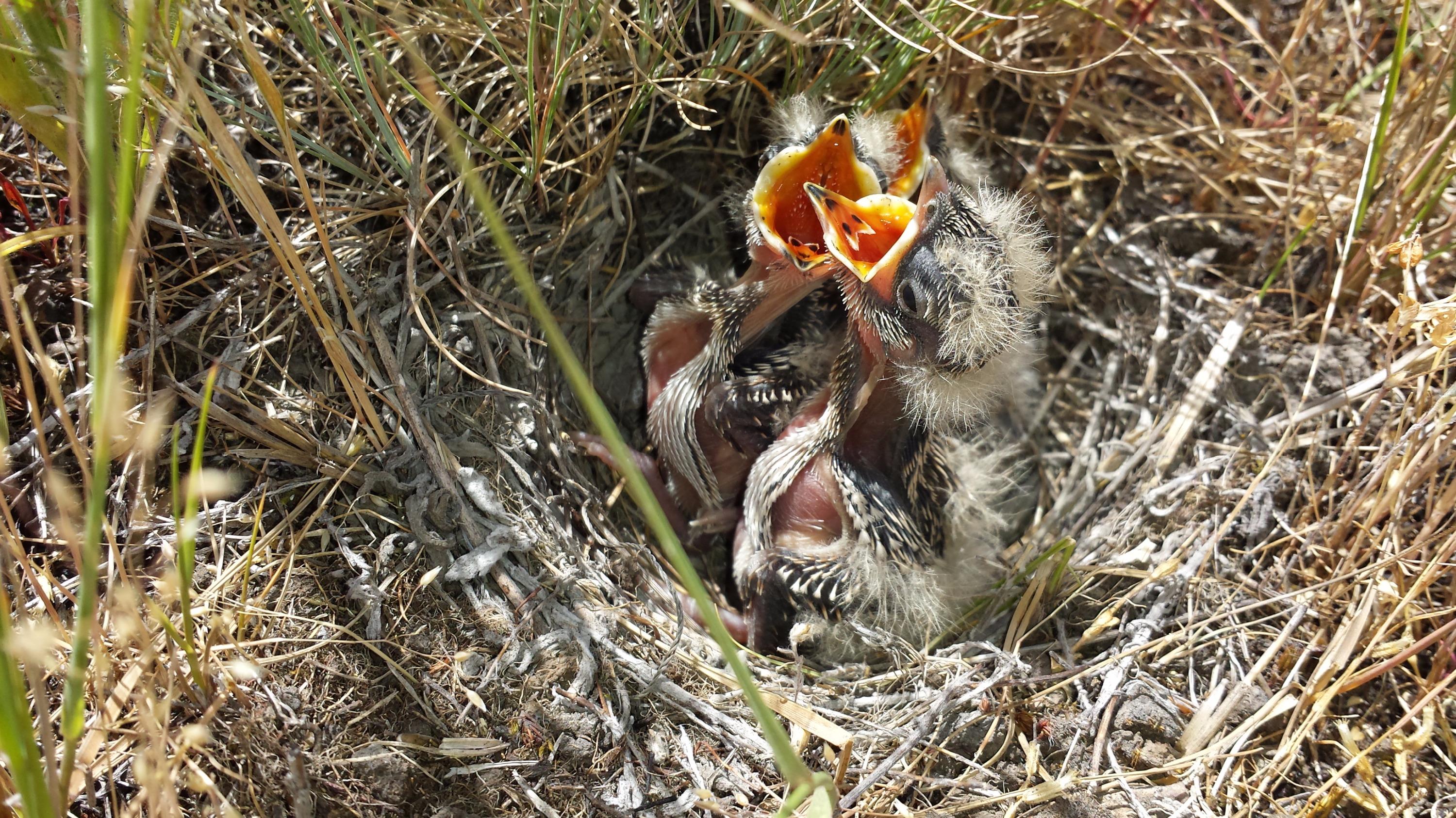 These endangered streaked horned larks are nesting among the helicopters, bombs and paratroopers of the Northwest’s largest military base.