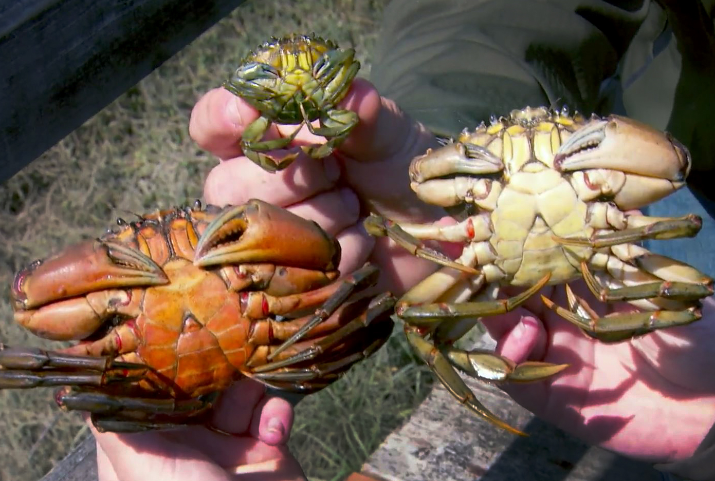 Invasive European green crabs threaten Northwest shellfish industries - OPB