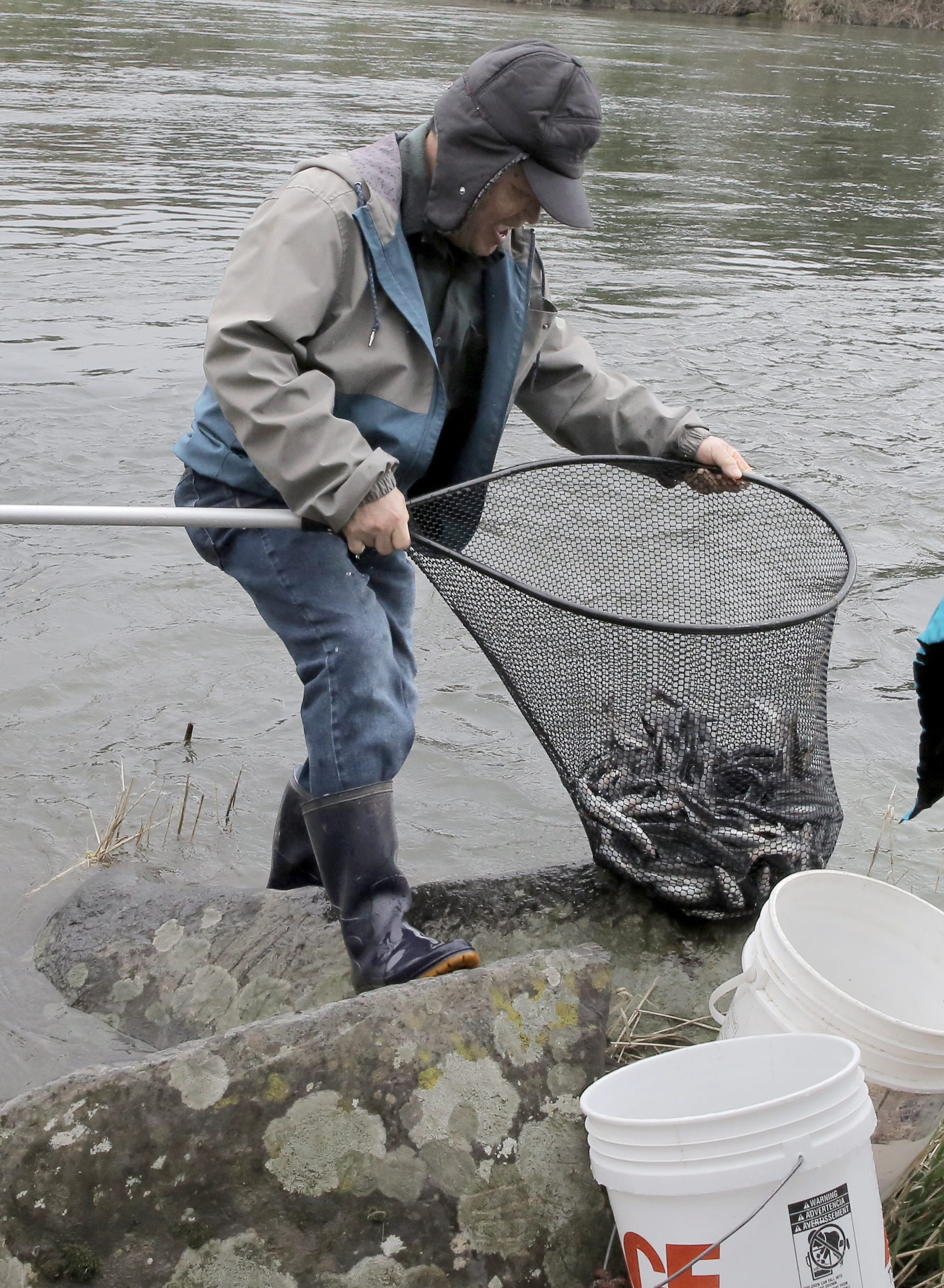 Thousands line Oregon’s Sandy River for rare 7-hour smelt fishery - OPB