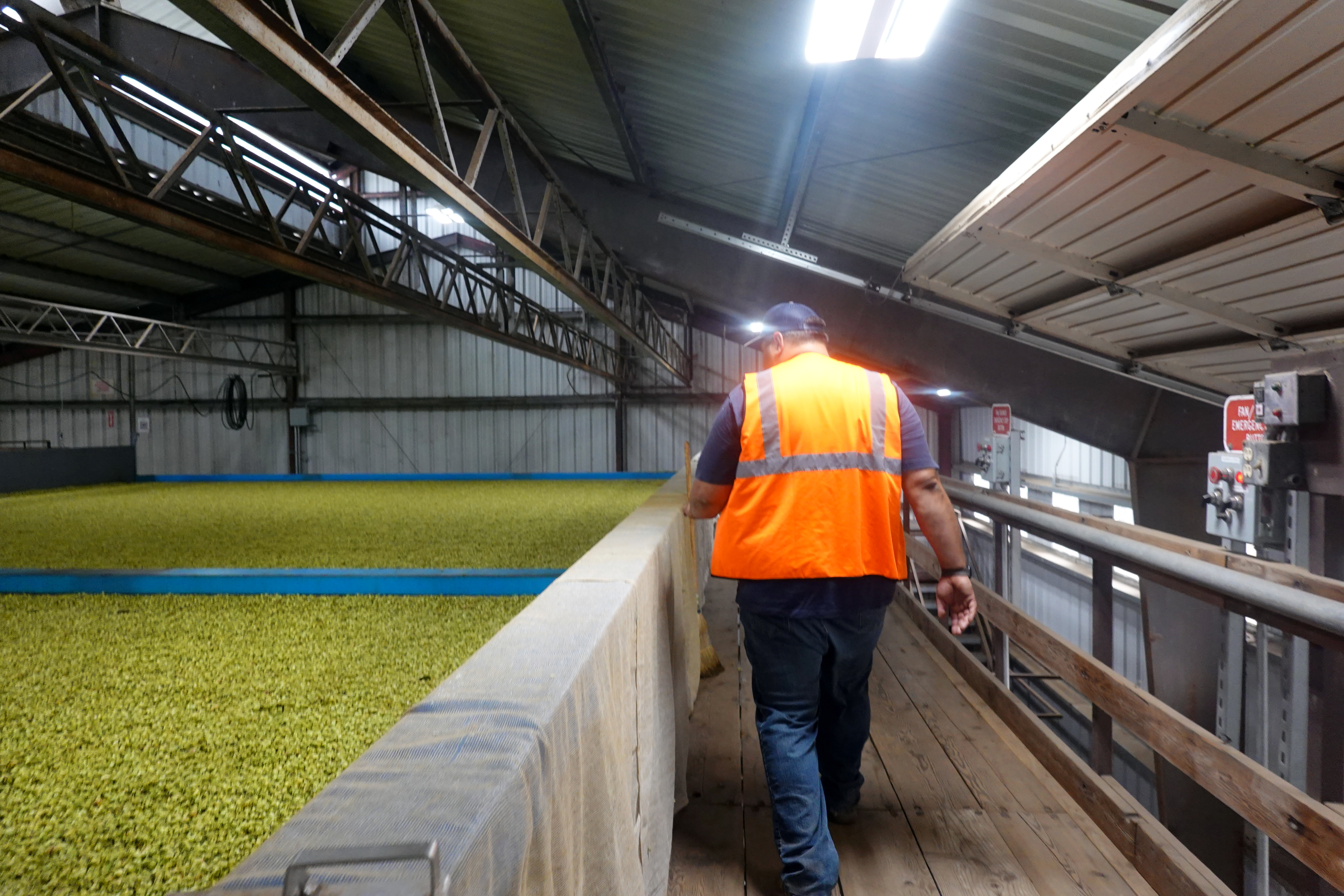 Max Coleman, whose family primary grows hops near St. Paul, Ore., walking through hops drying in a warehouse, Sep. 3, 2024
