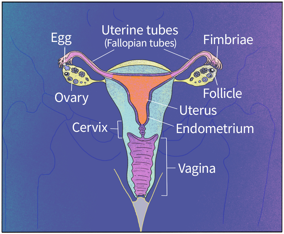 Fallopian Tube Diagram Egg