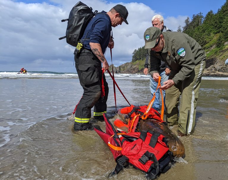 Nehalem Bay Fire and Rescue Chief Chris Beswick, left, marine archaeologist James Delgado, center, and Justin Parker, North Coast district manager for the Oregon Parks and Recreation Department, right, begin to haul in a timber believed to be part of a more than 300-year-old shipwreck, Santo Cristo de Burgos, also known as the Beeswax.