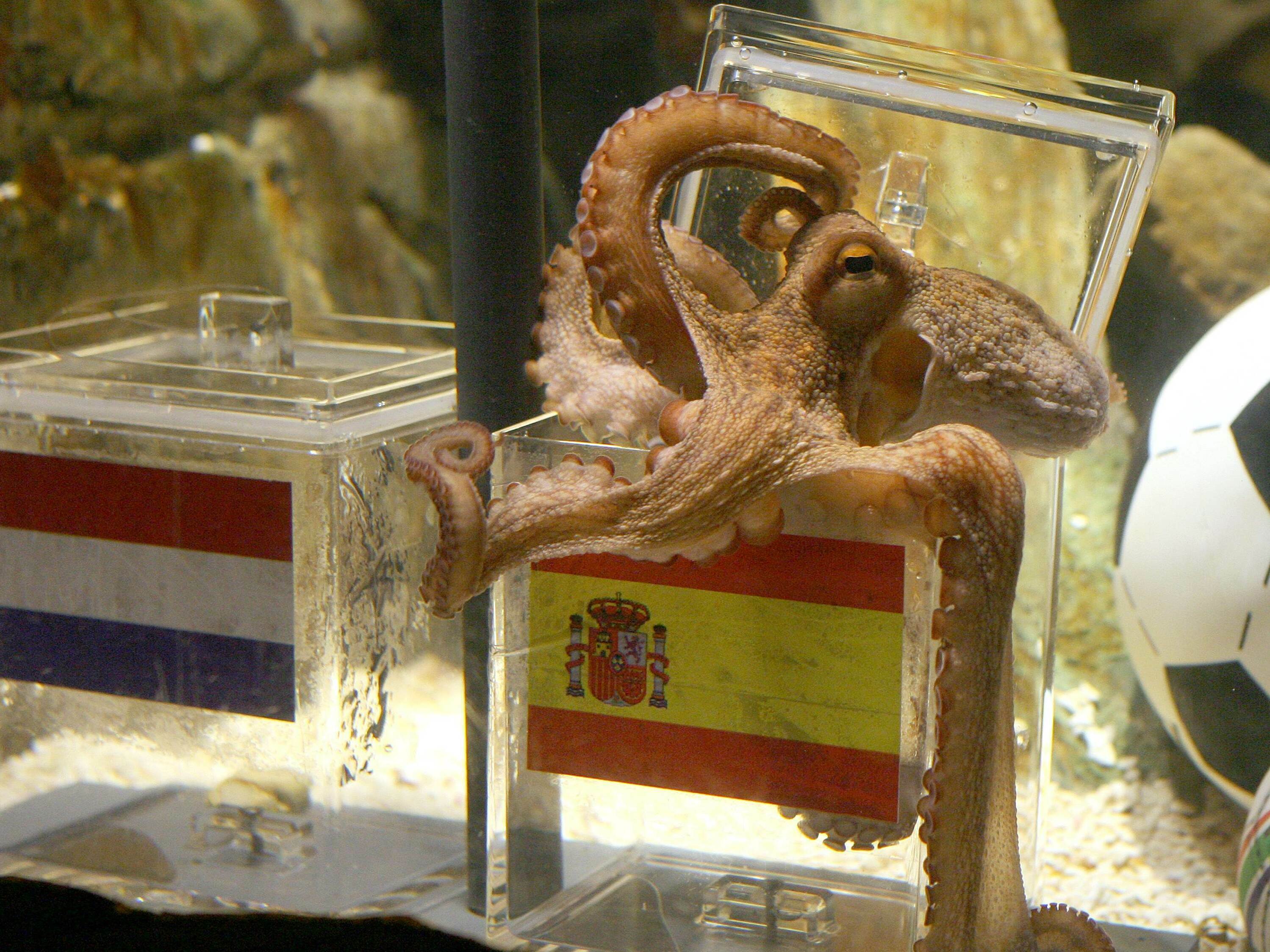 Octopuses are clever. Their fans aren't happy with a plan to farm them for  food - OPB