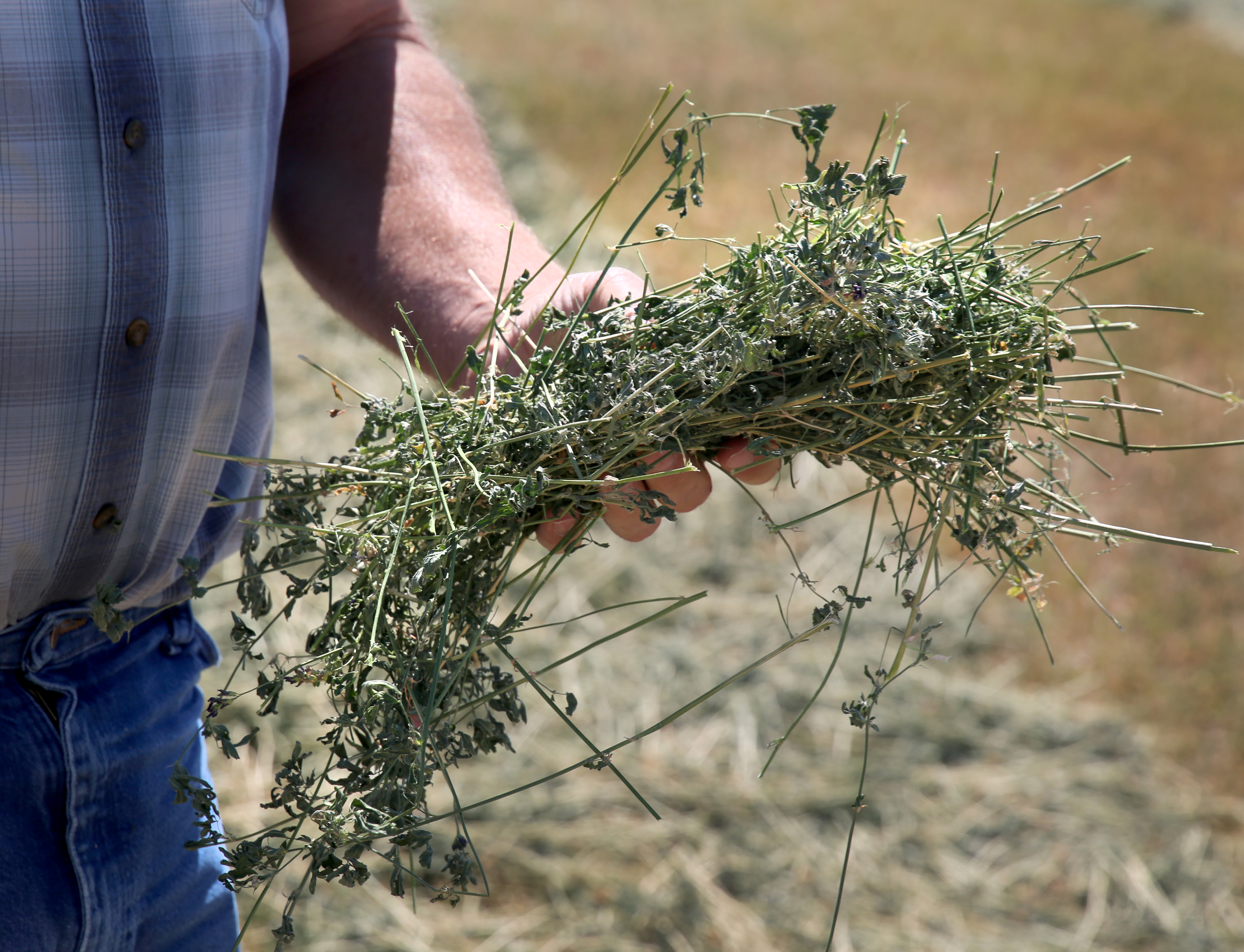 Oregon State Rep. Mark Owens holds a fistful of alfalfa on one of his hay-growing properties near Crane, Ore., on Aug. 27, 2021.