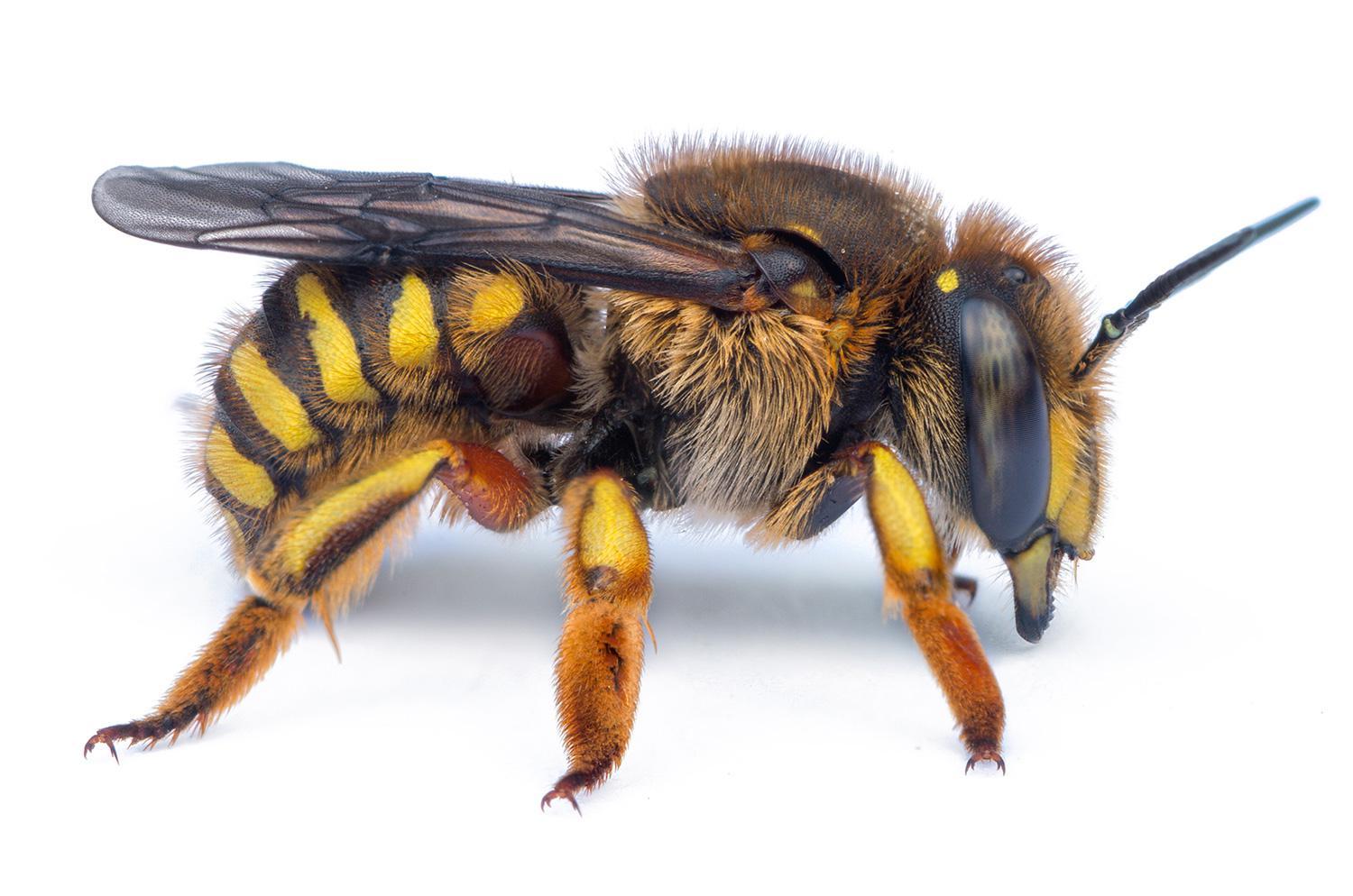 Bees and Honey - Oregon Agriculture in the Classroom