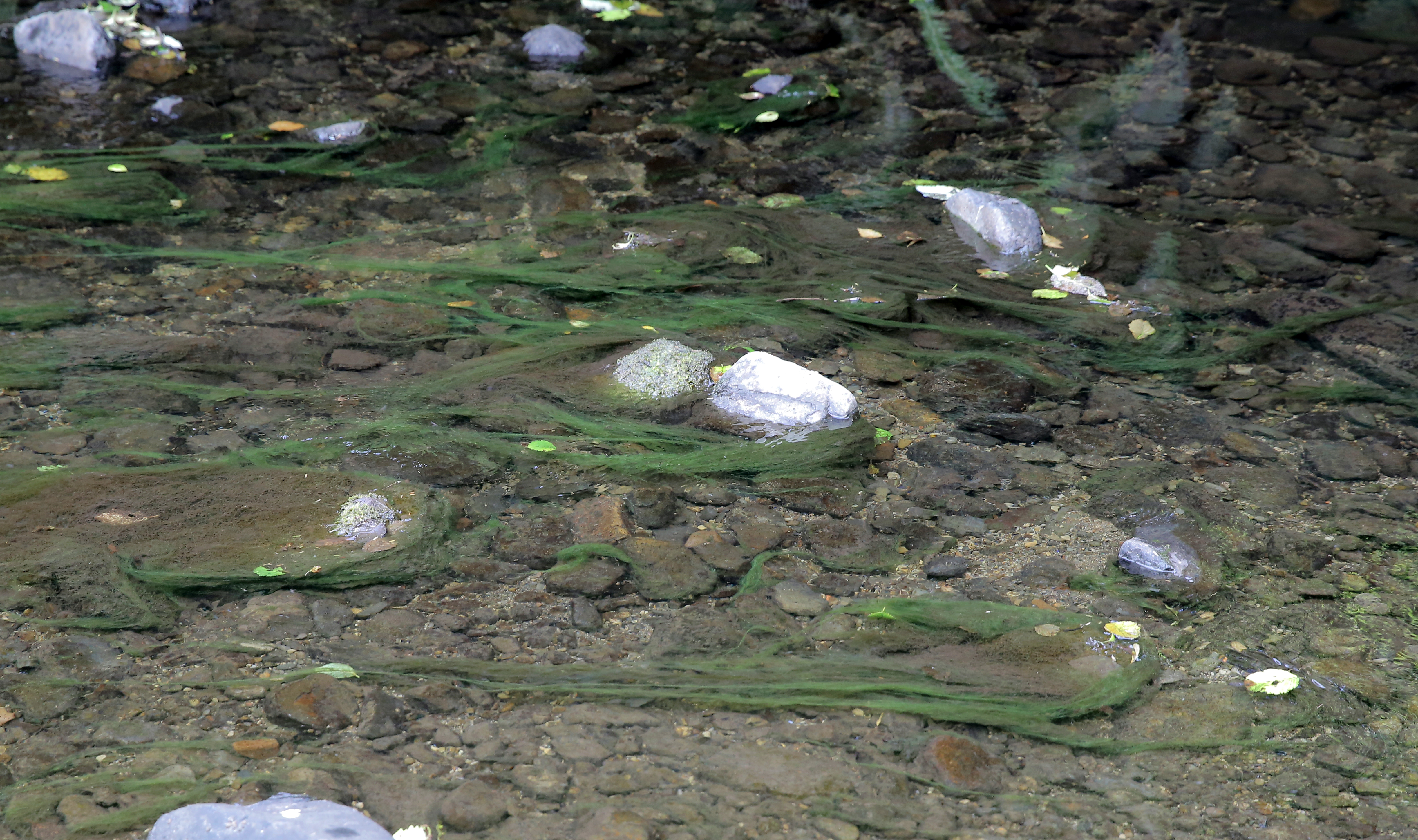 Crystal clear waters of Hawk Creek, Neskowin, Aug. 5, 2025
