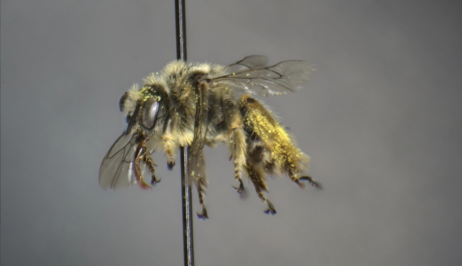 A dead bee is pierced and held by a needle.
