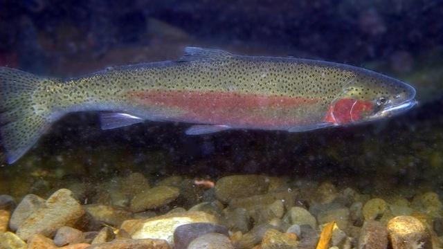 steelhead trout fishing