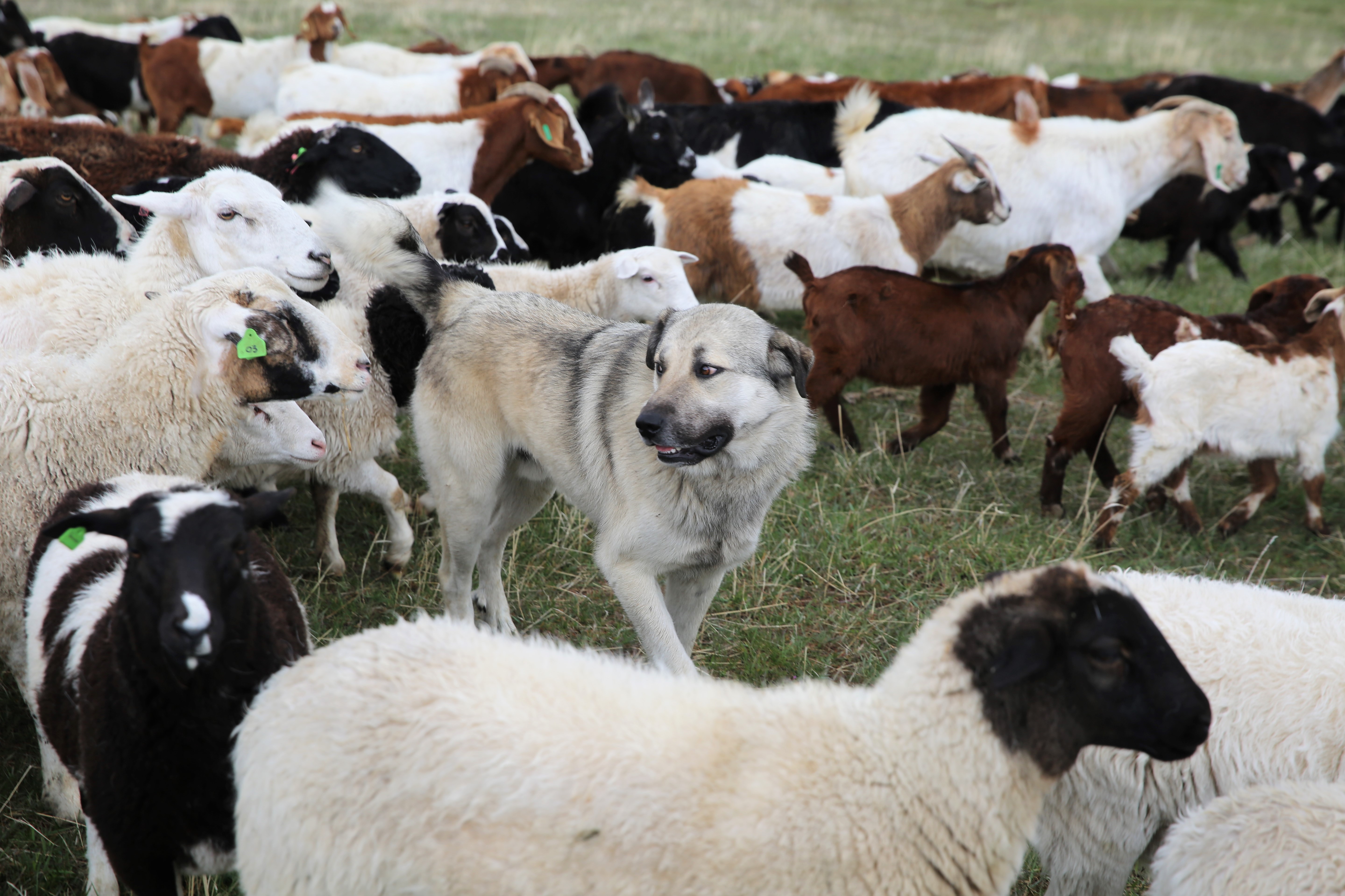 do sheep get along with dogs