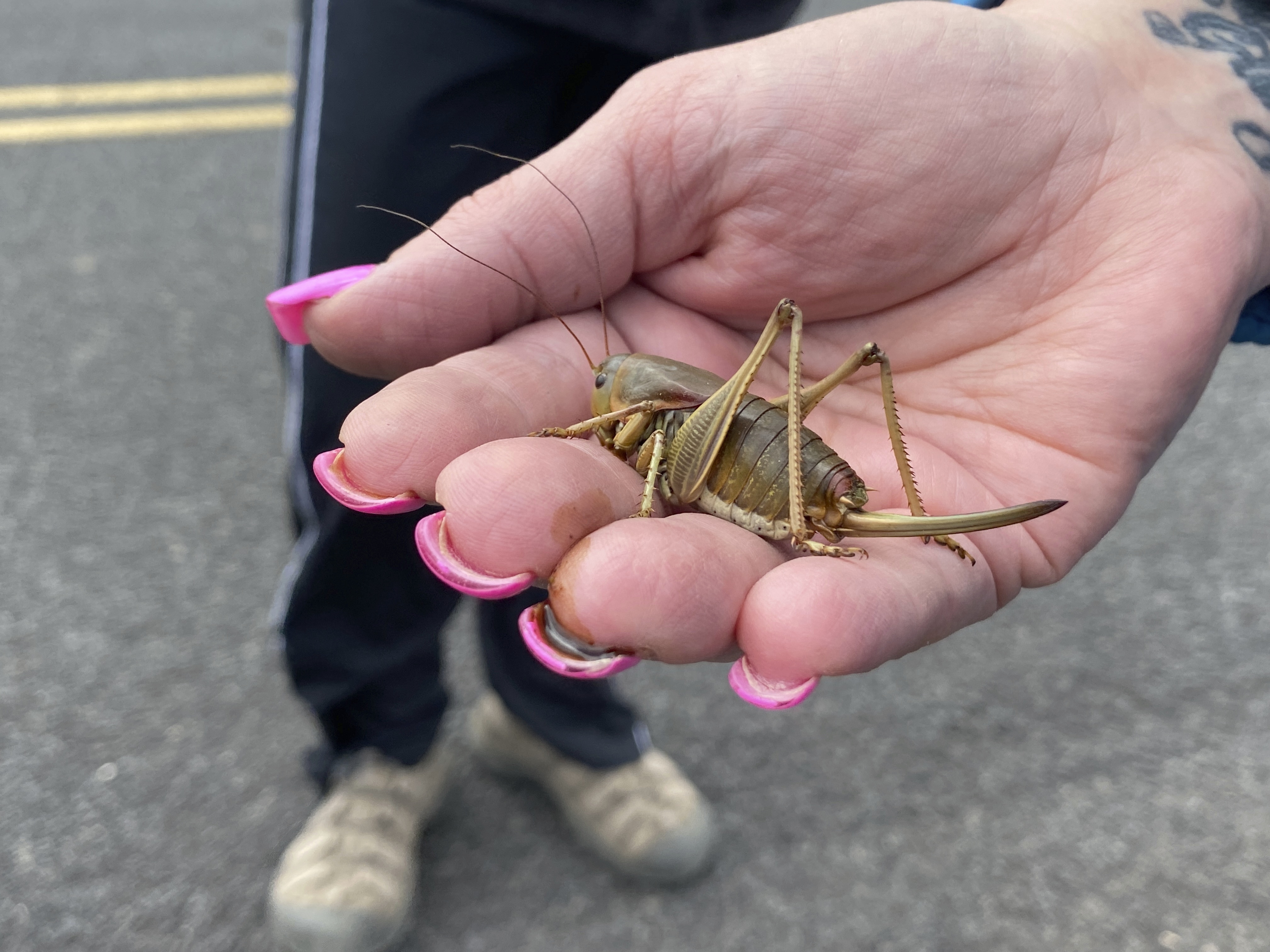 Eastern Oregon faces down giant swarms of crickets with volunteers — and goats