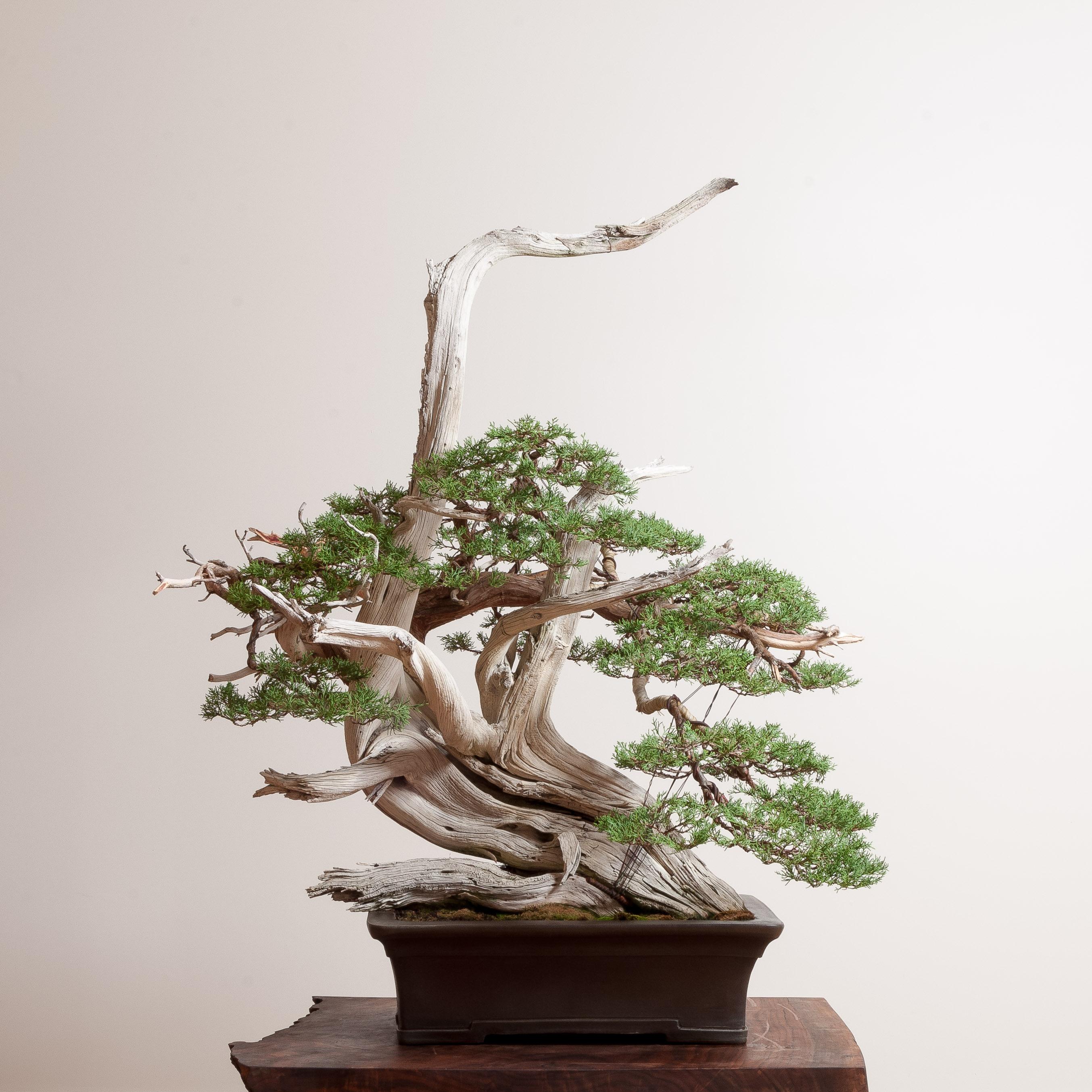 acer griseum bonsai Paperbark Pre-Bonsai 4 Year (#780) – Mendocino Maples Nursery