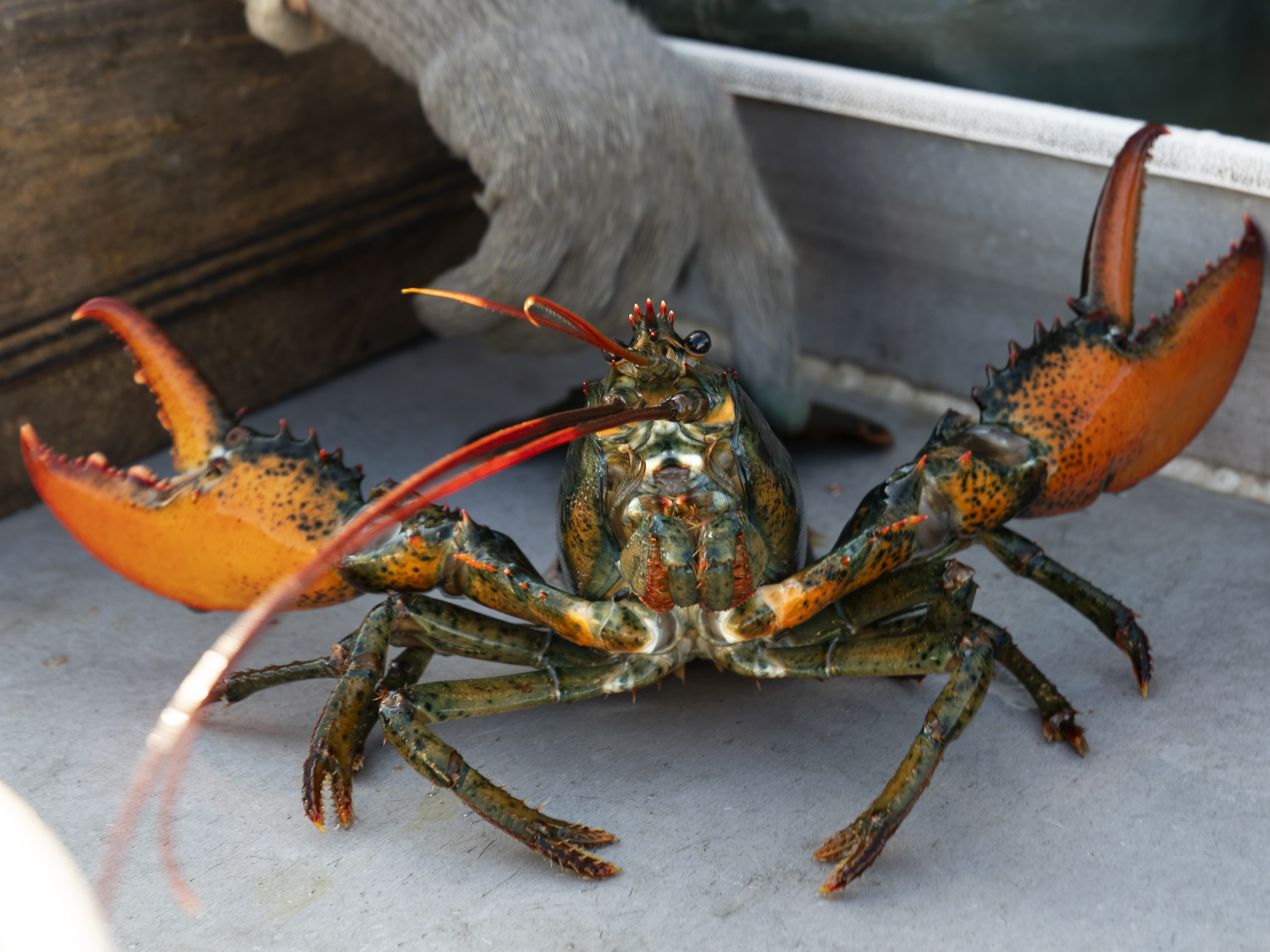 The Maine lobster industry sues California aquarium over a do-not-eat  listing - OPB