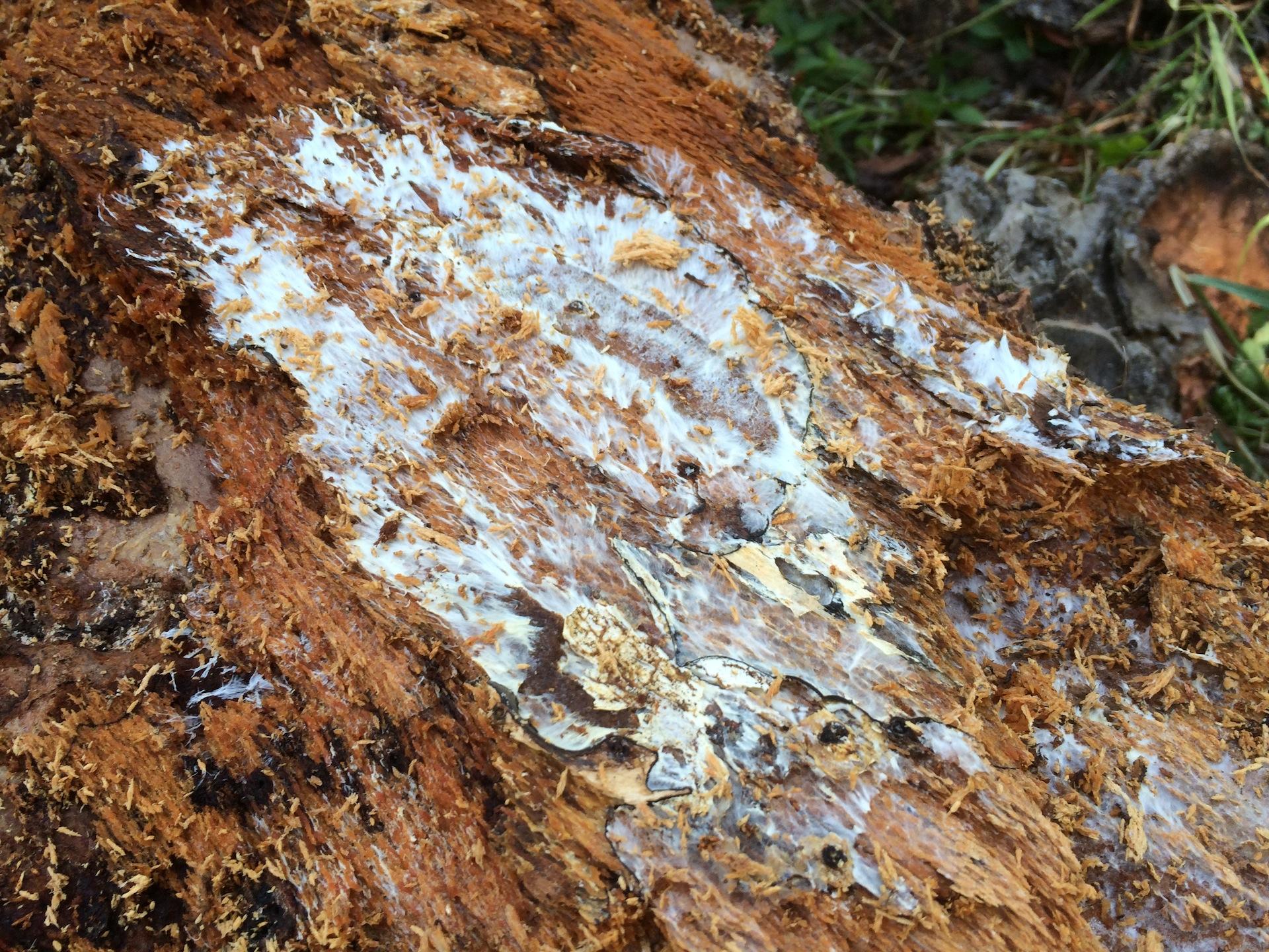 Oregon Humongous Fungus Sets Record As Largest Single Living Organism On Earth Opb