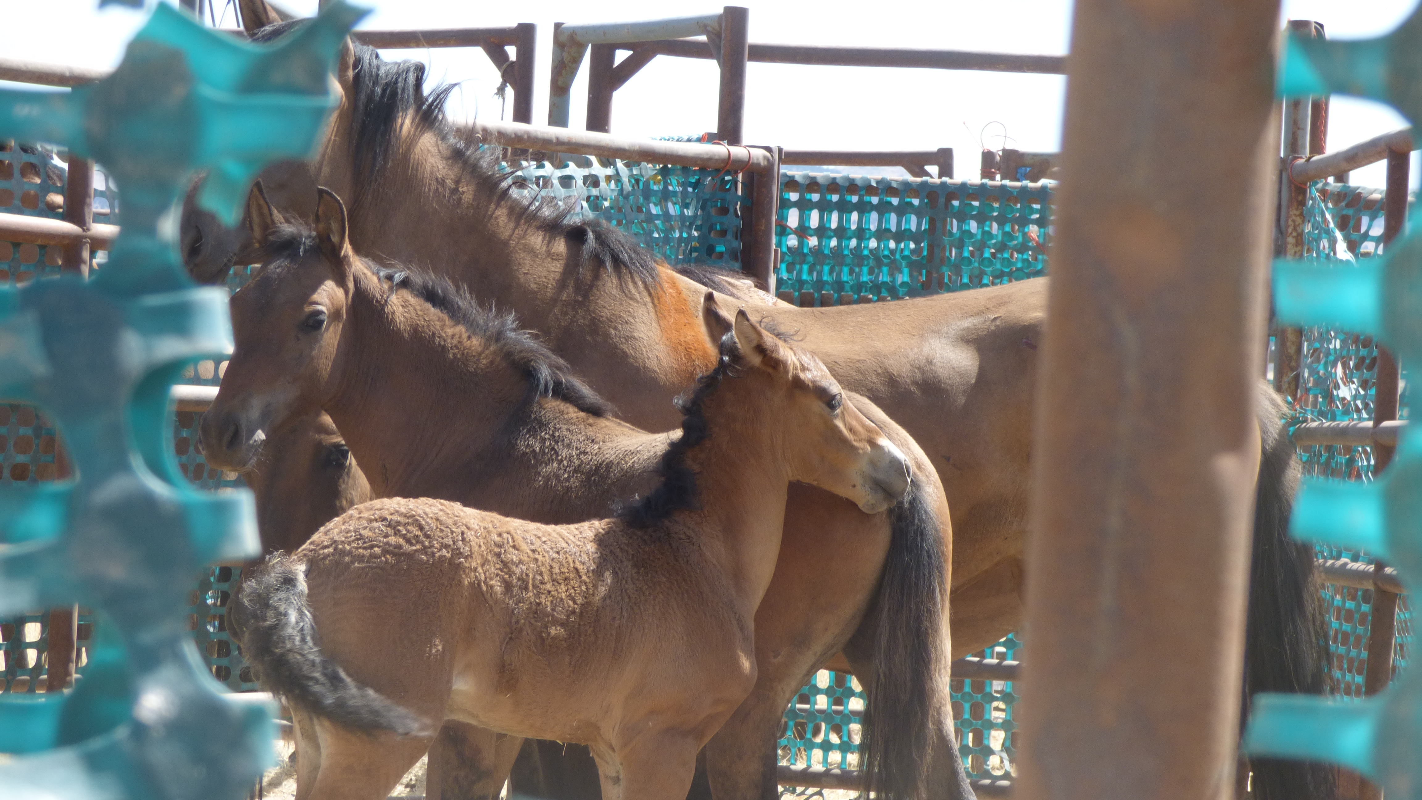 Wild horses at the Bureau of Land Management's corral in Hines, Ore., in 2015. They had been captured in the Kiger and Riddle Mountain areas.