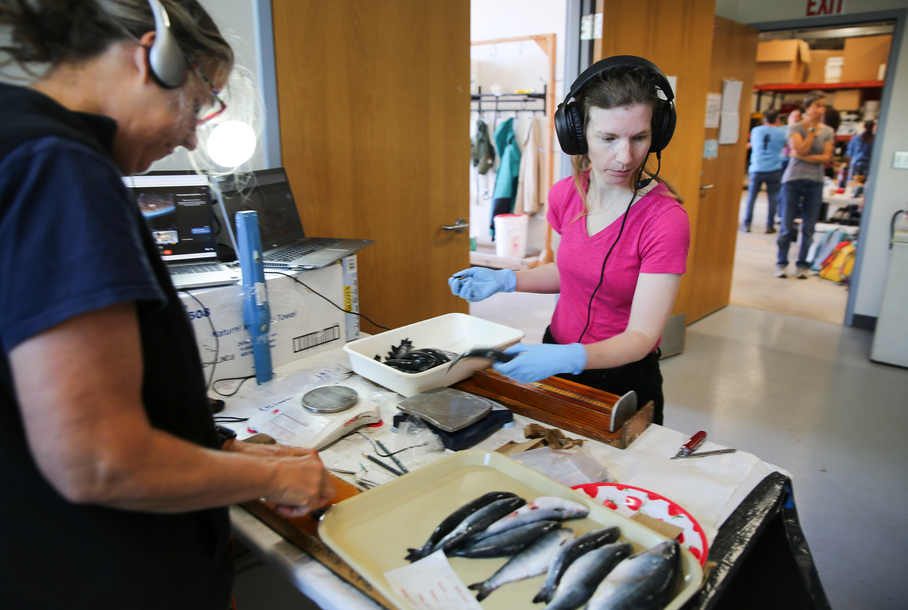 Fish biologist Catherine Nickels measures juvenile salmon for NOAA at the Hatfield Marine Science Center in Newport on July 29, 2026.