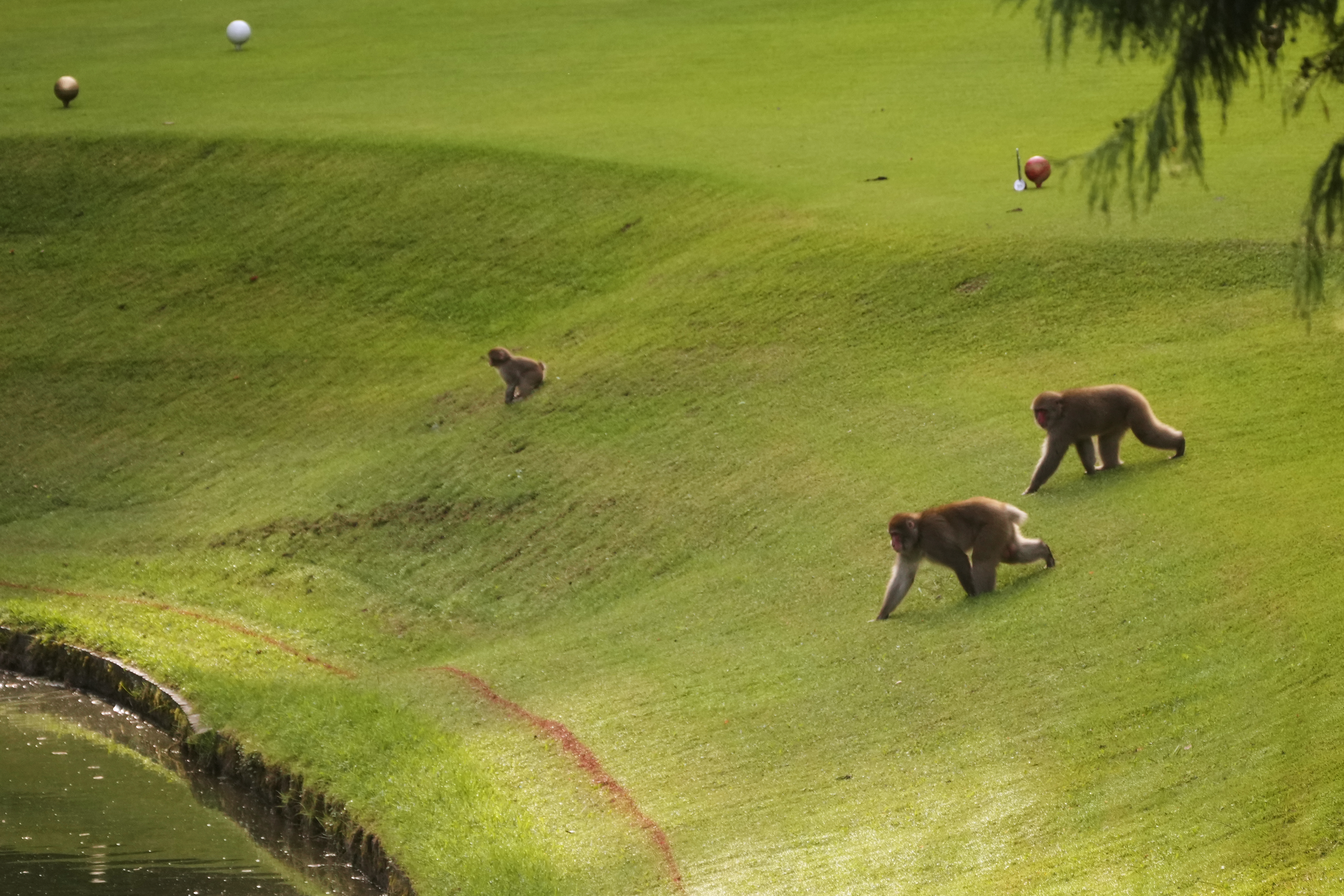 In Japan's Northern Alps, residents battle monkeys to protect