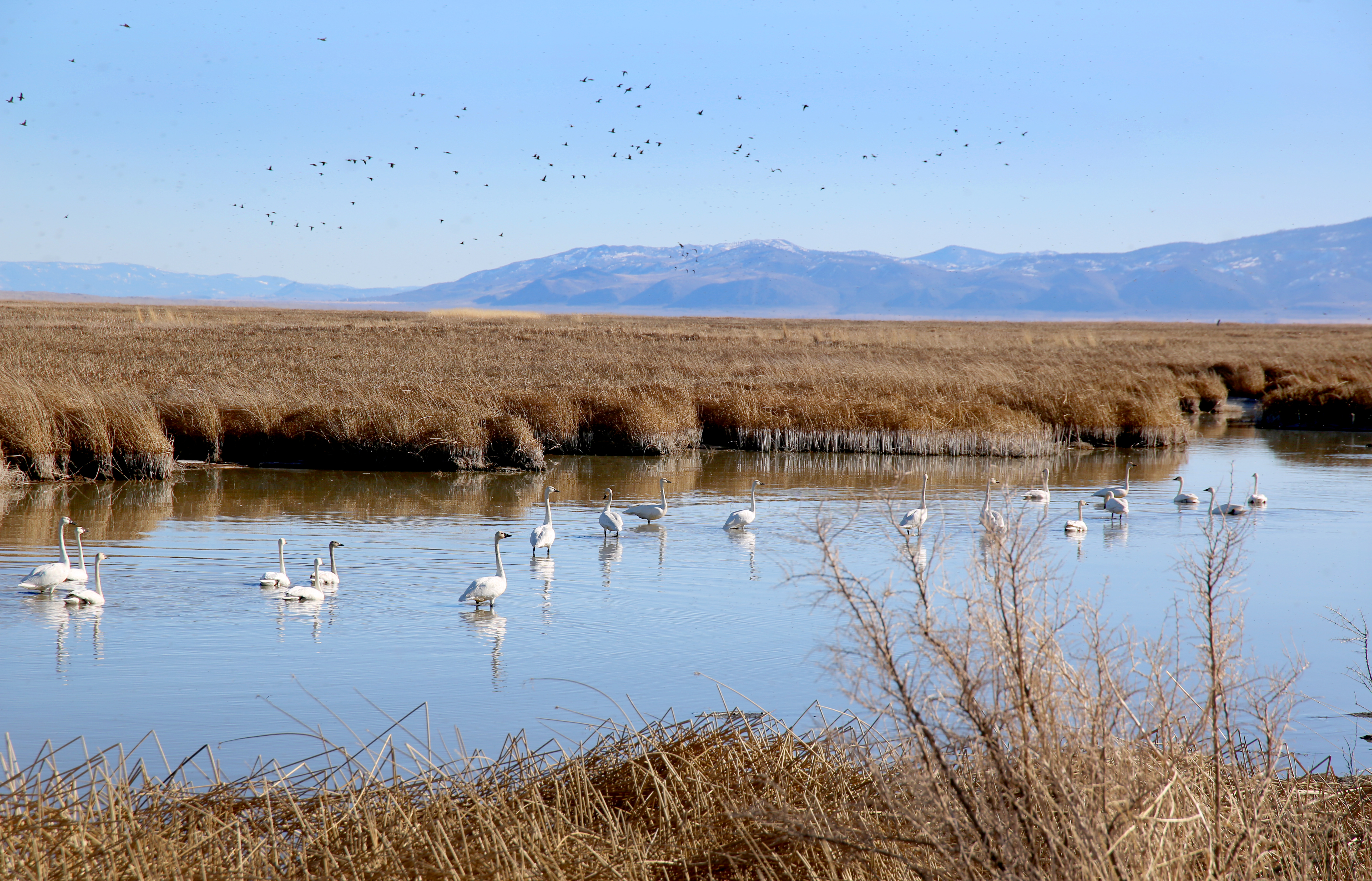 Tundra swans spend the winter at Summer Lake State Wildlife Area in Southern Oregon's Lake County, Feb. 18, 2022.