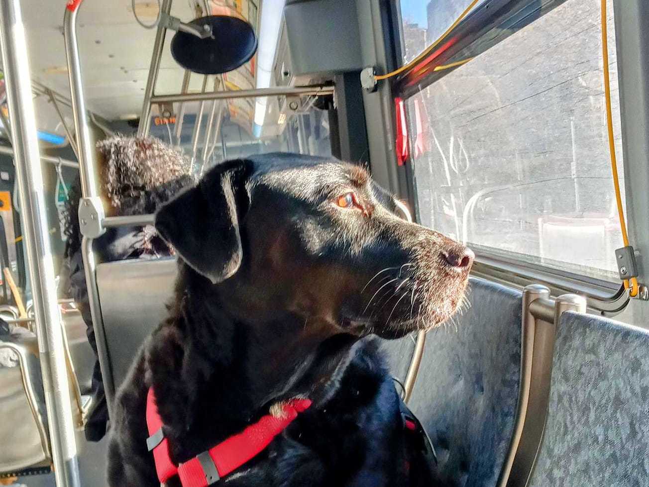 can you take a dog on public transport