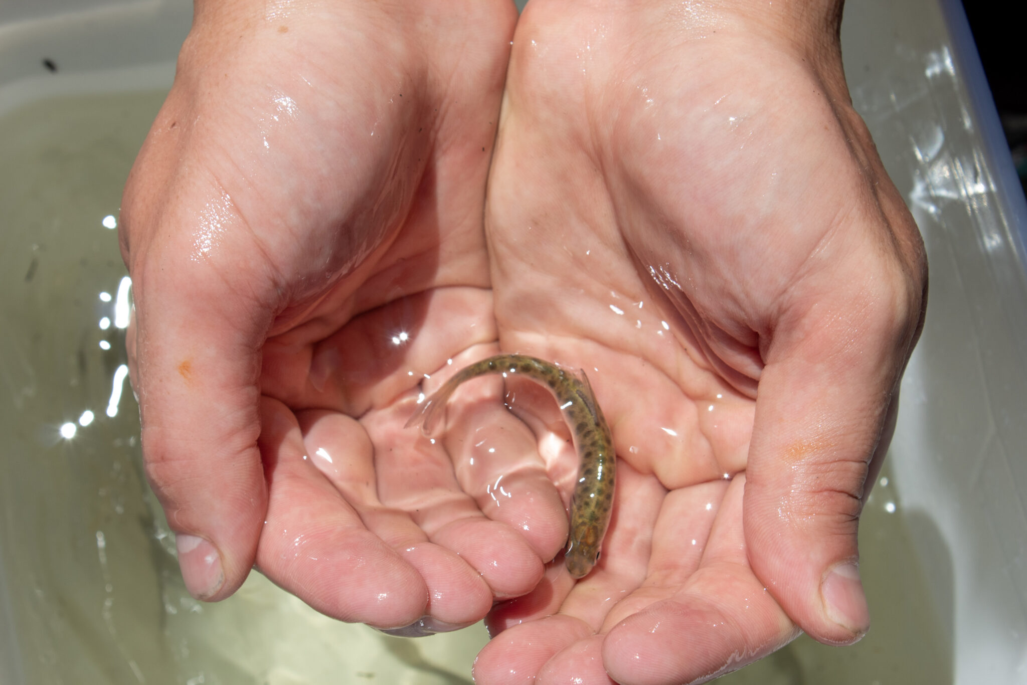 An Oregon State University student researcher holds a hatchery juvenile spring Chinook salmon in Oregon.