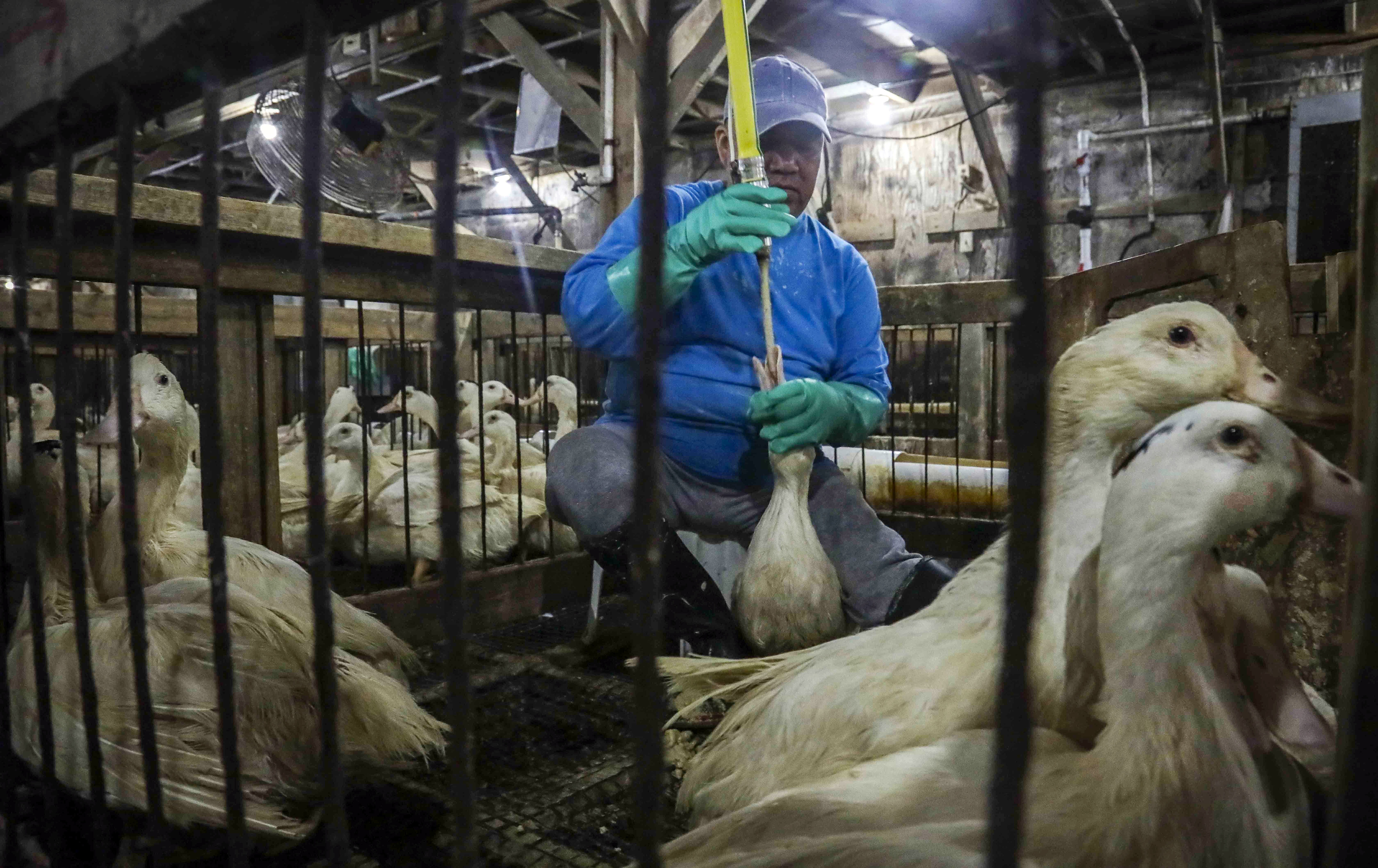 FILE - Moulard ducks, a hybrid of white farm Peking duck and a South American Muscovy duck, are caged and force-fed at Hudson Valley Foie Gras duck farm in Ferndale, N.Y., July 18, 2019, to fatten their livers to produce foie gras. The Supreme Court is leaving in place a lower court ruling against duck liver lovers, declining Monday, May 22, 2023, to step in and hear a dispute over a California law that bars foie gras from being sold in the state.