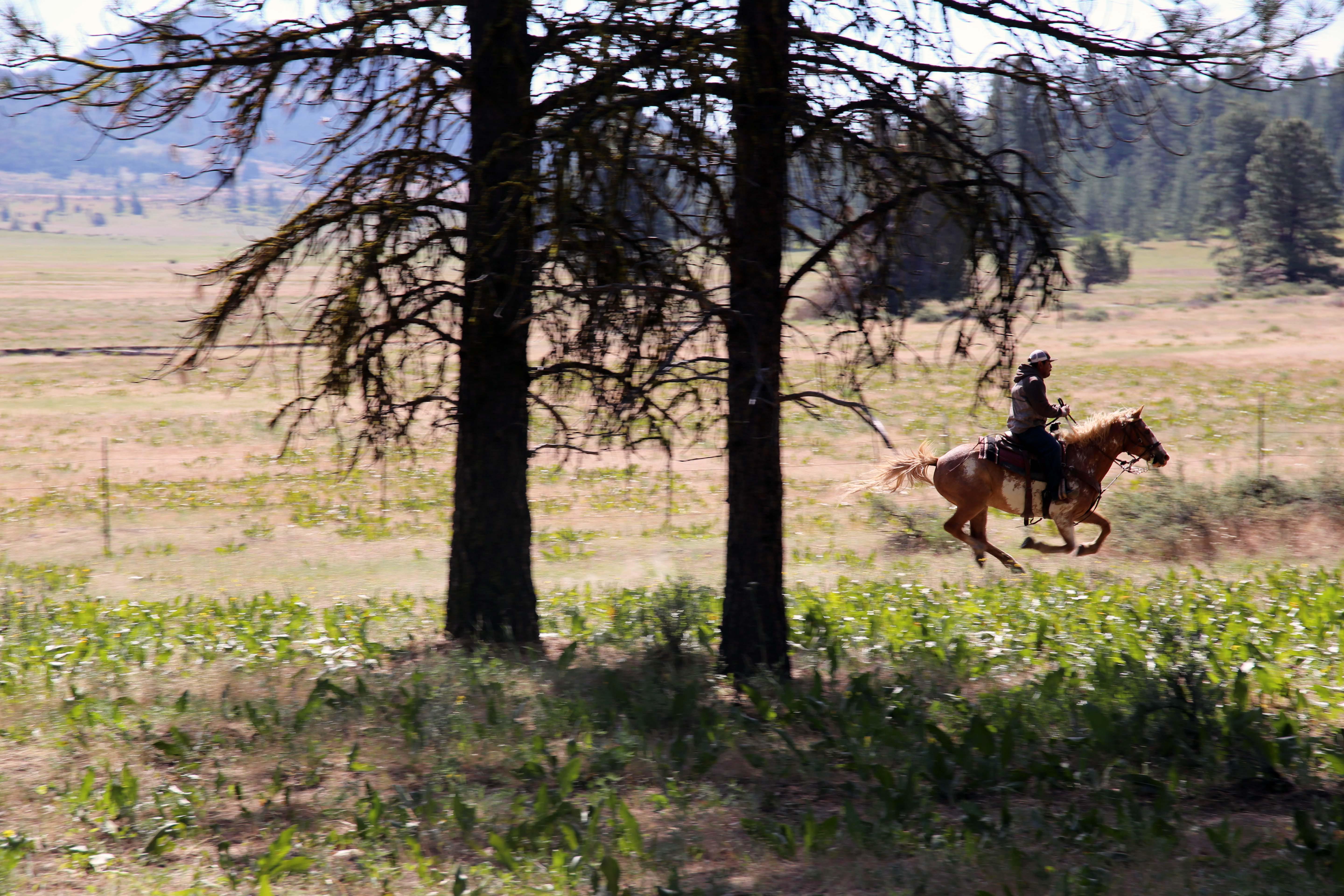 A cowboy gallops to shore up a perimeter line of a wild horse chase on the Warm Springs Reservation on June 22, 2019. 