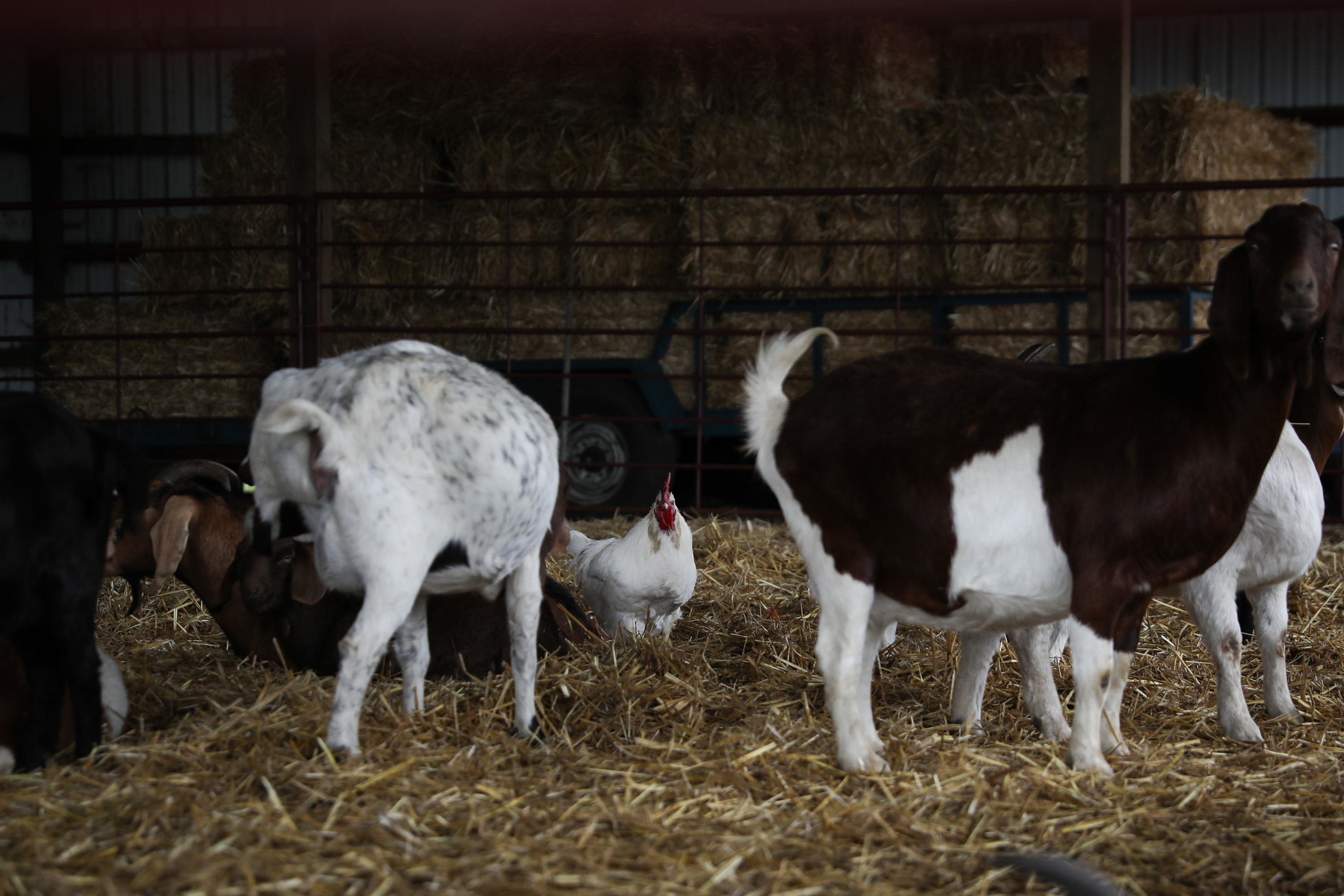 File photo from Dec. 9, 2022. The Umatilla County Board of Commissioners will vote on proposal changes this June. These changes would allow residential properties to have more more small livestock per acre and would restrict the number of fowl on properties.