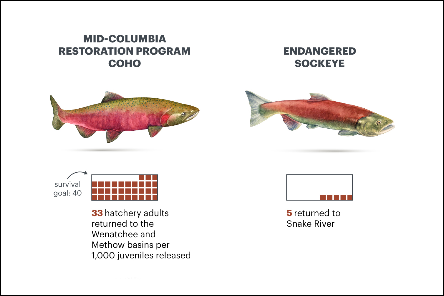 Note: Survival rates are for vulnerable populations of coho and sockeye salmon that were released from hatcheries between 2014 and 2018, the most recent years for which complete data is available. Source: Columbia Basin Research estimates.