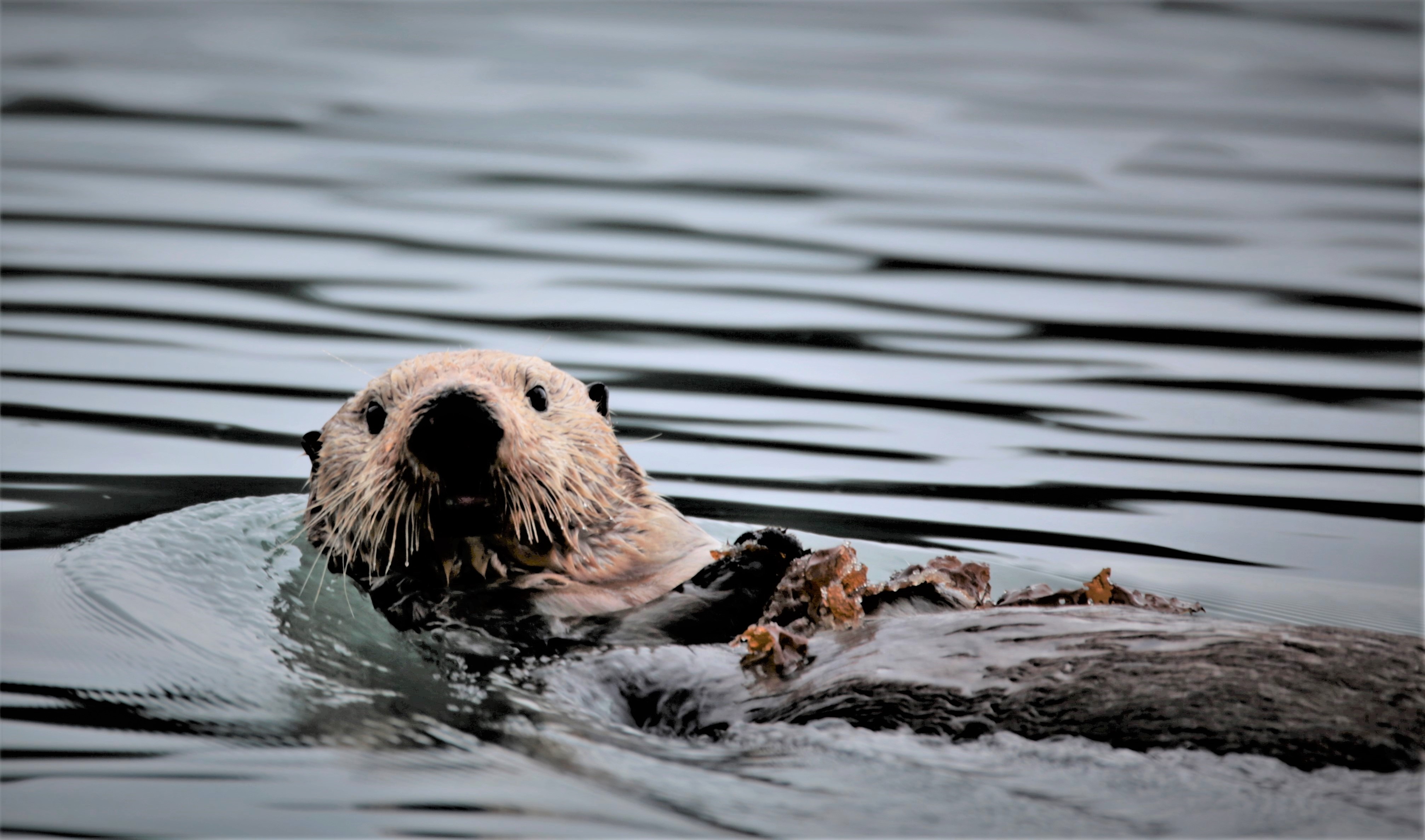 Will Oregon see sea otters again? - OPB