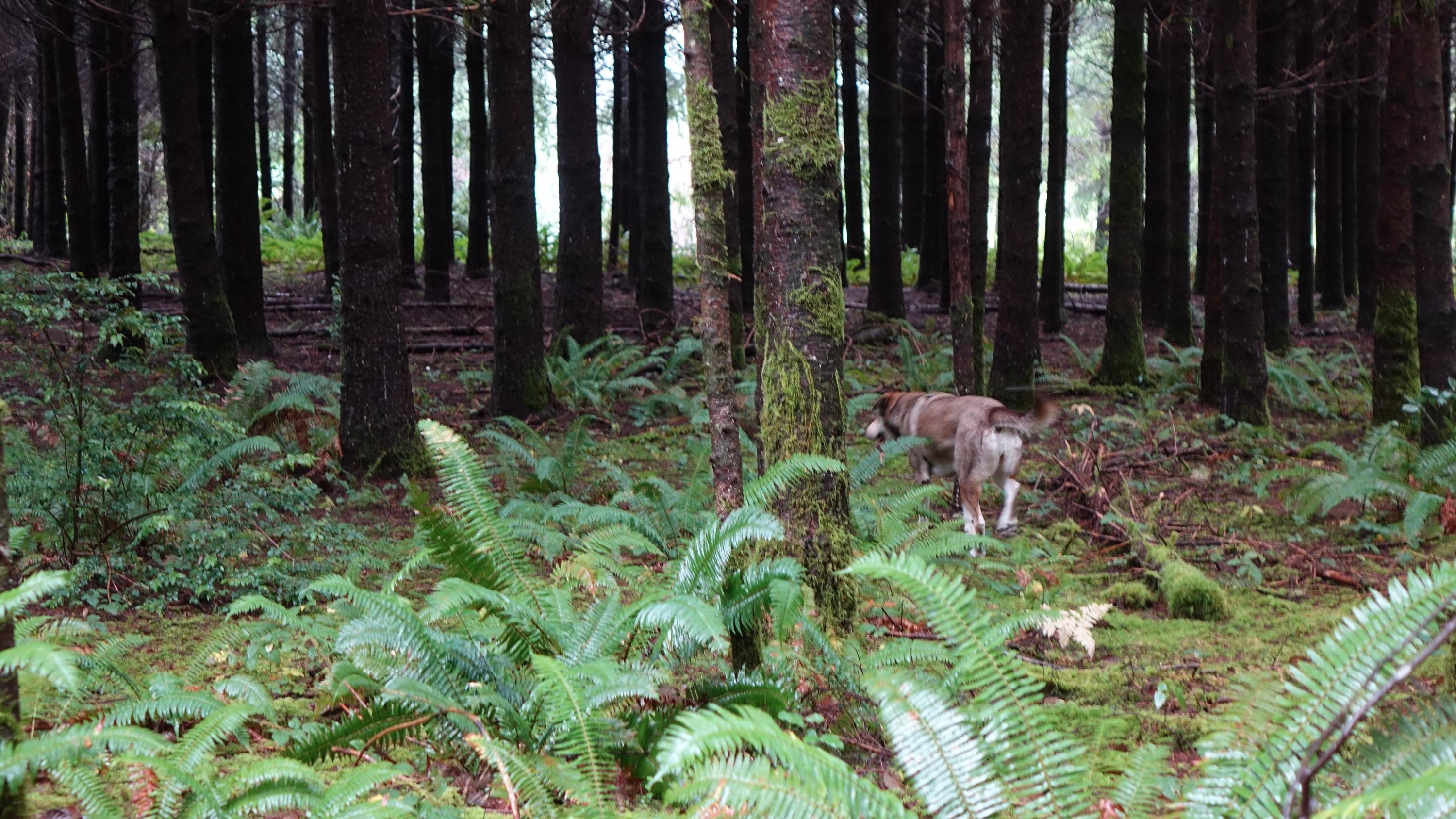 Molly explores a stand of trees on Cilde Grover's tree farm in Brookings, Oregon.