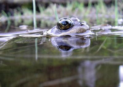 Frogs in hot water: Habitat shrinking for Gondwana rainforest