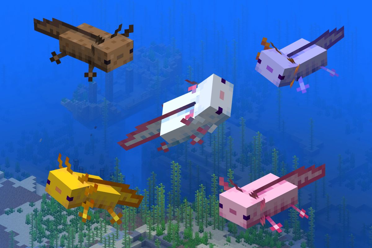 Ajolotes en Minecraft: ¿Dónde encontrarlos y cómo criarlos? – En Cancha