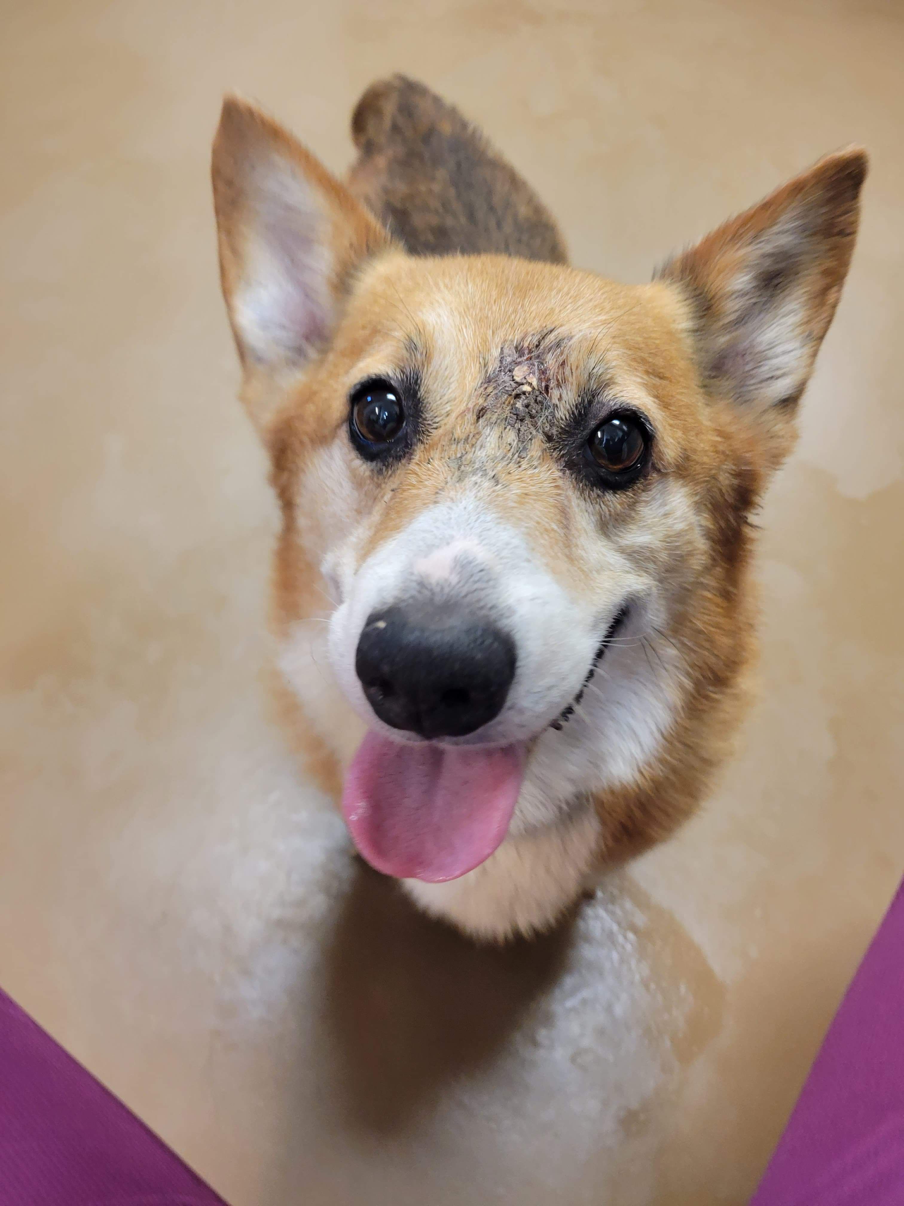 Spca corgi deals