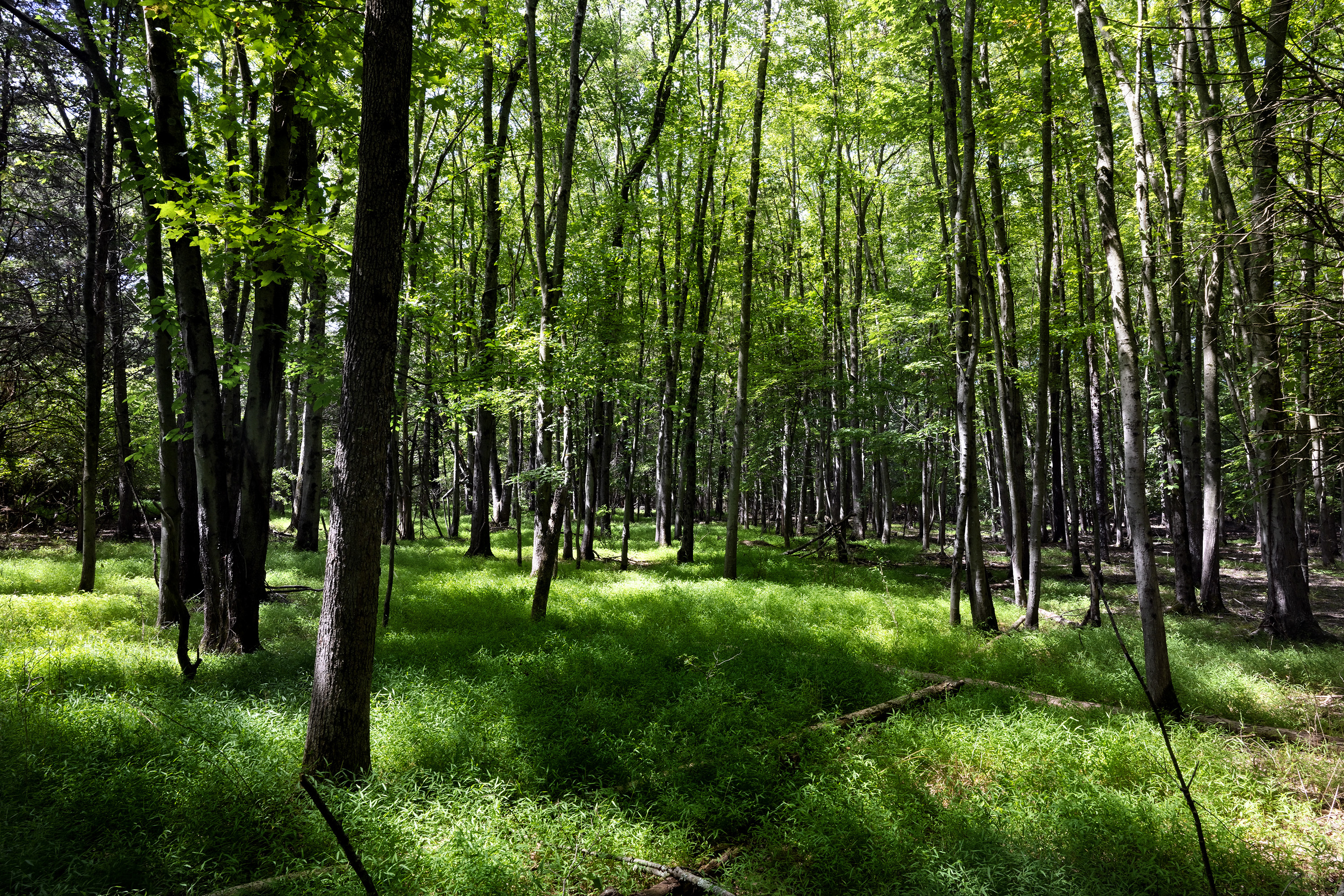 What's the origin of Cherry Hill's so-called Magic Forest?
