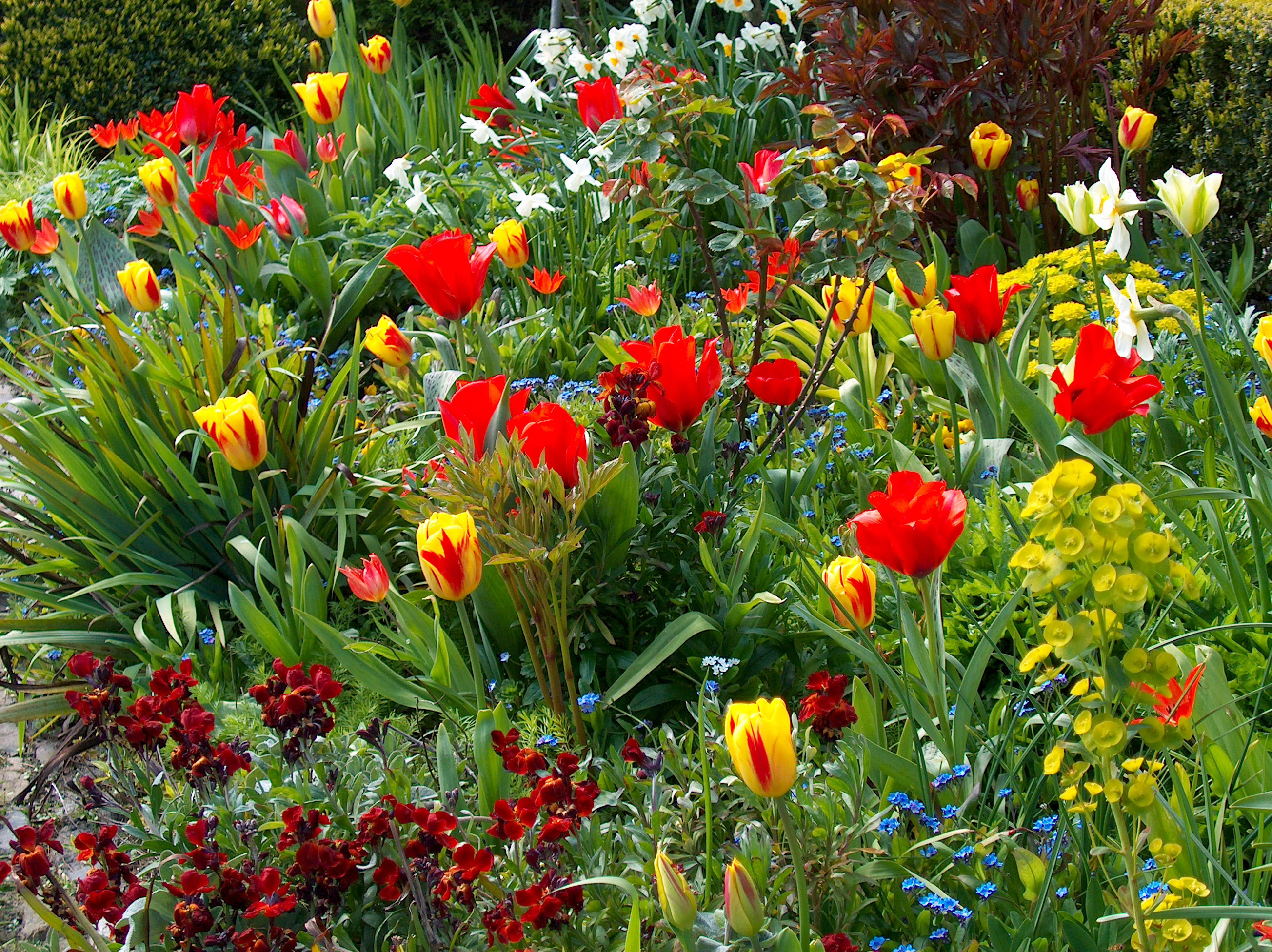 Flowers for Garden Garden Spring Bulbs Flower Bulbs Set of 25 Snow Crocus Bulbs 25x Crocus chrystantus Bee Hotel
