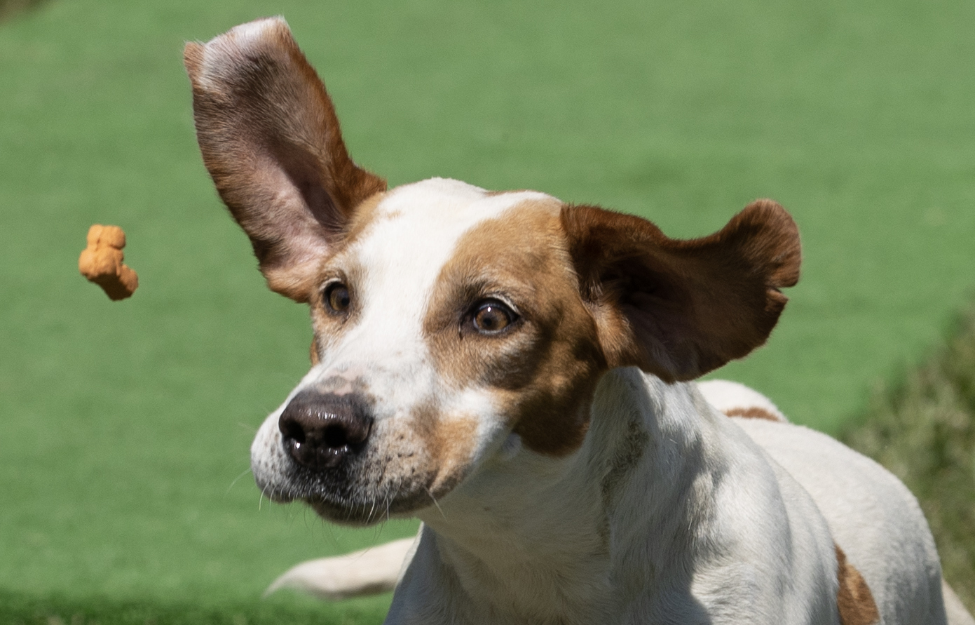 Scenes from the Bryn Mawr Hound Show