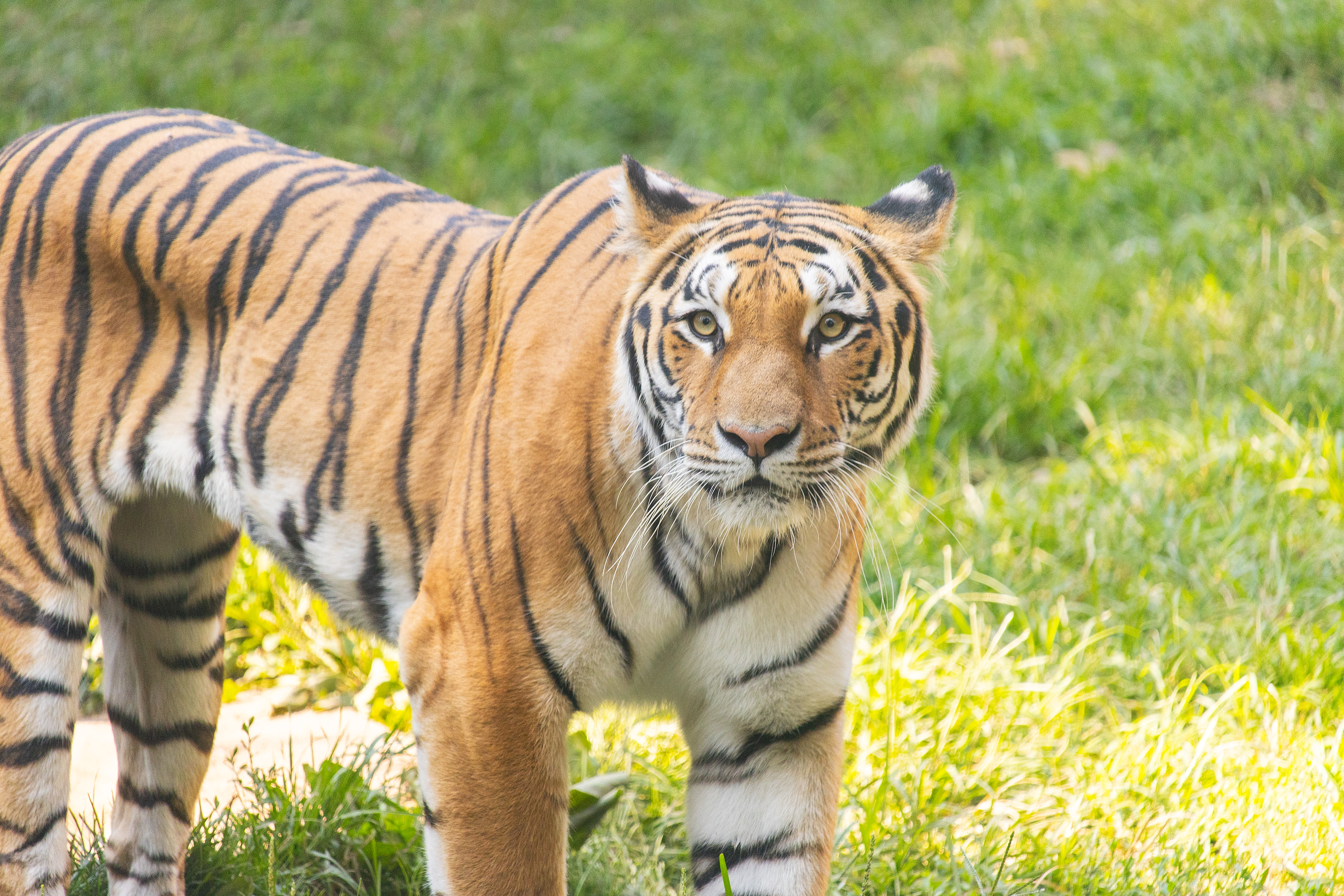 Philadelphia Zoo adds an Amur tiger and Amur leopard