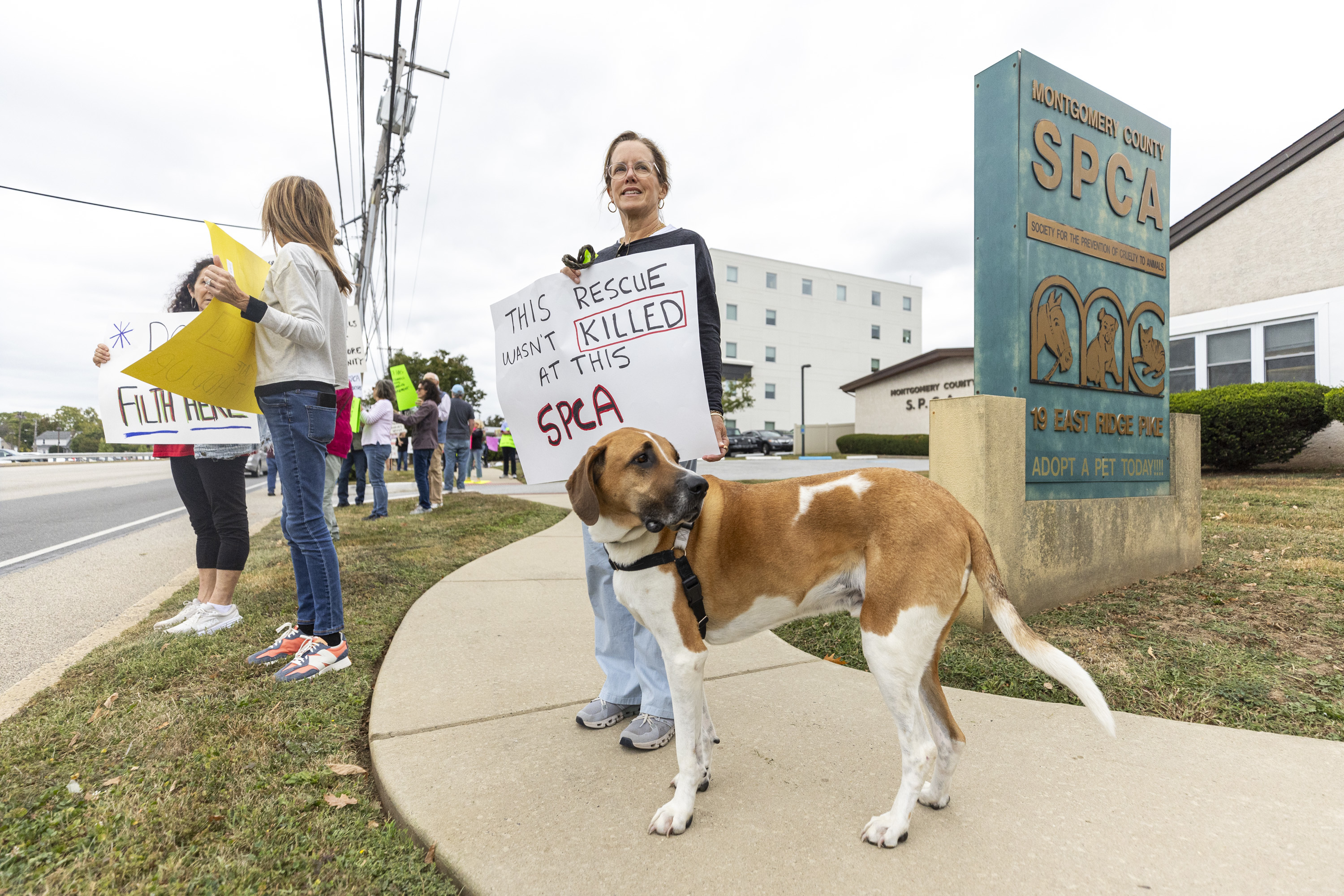 Montgomery County Spca Adoption Dogs Available Montgomery County