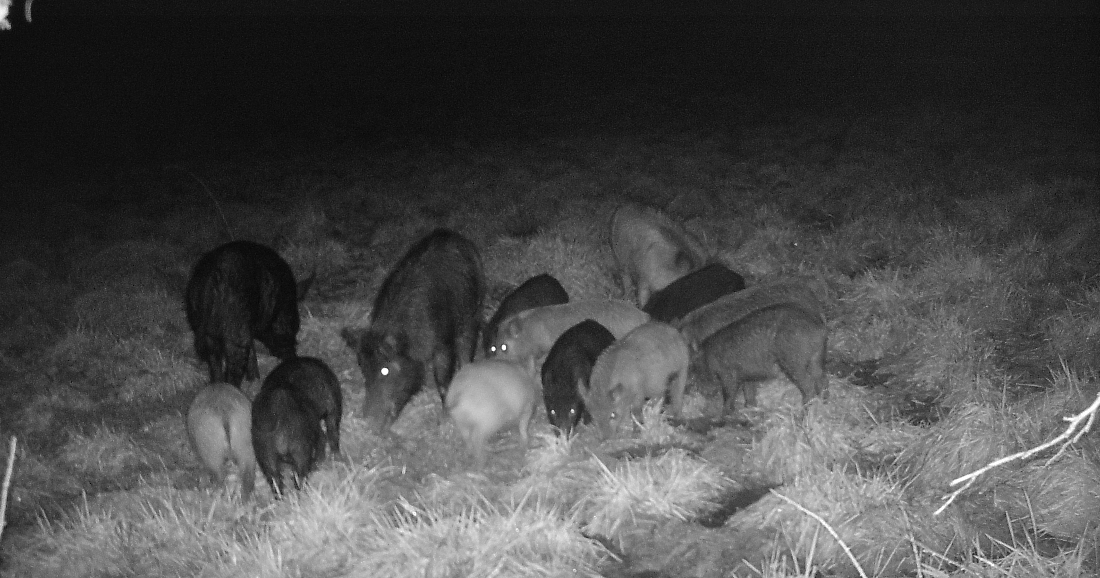 Feral Hogs Are the Worst Invasive Species You've Never Thought