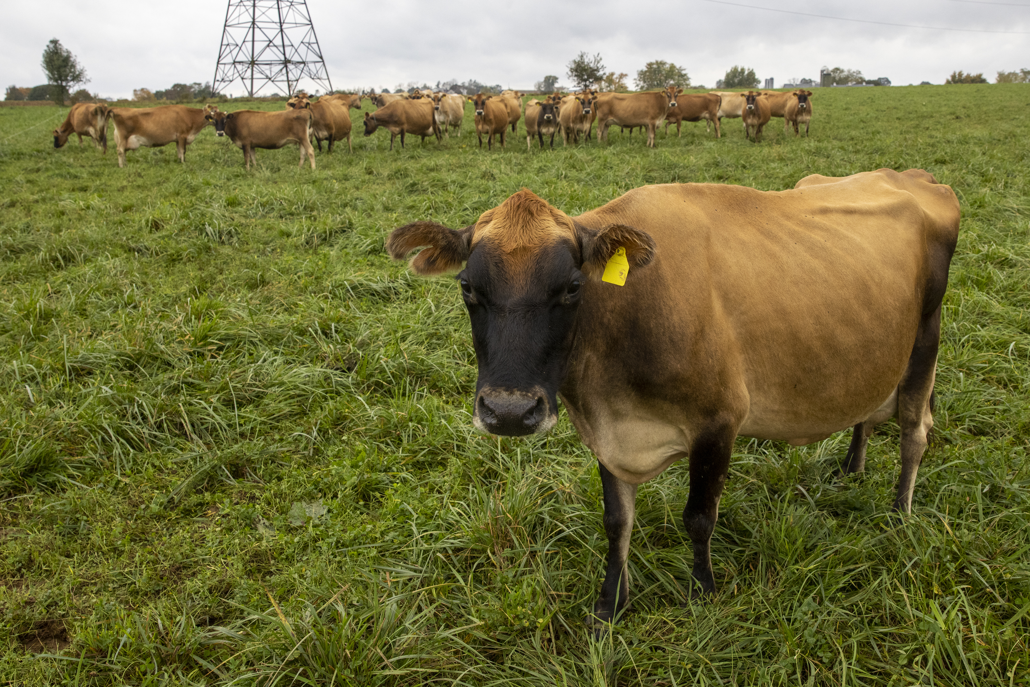 Jersey, Milk Production, Dairy Farming & Livestock