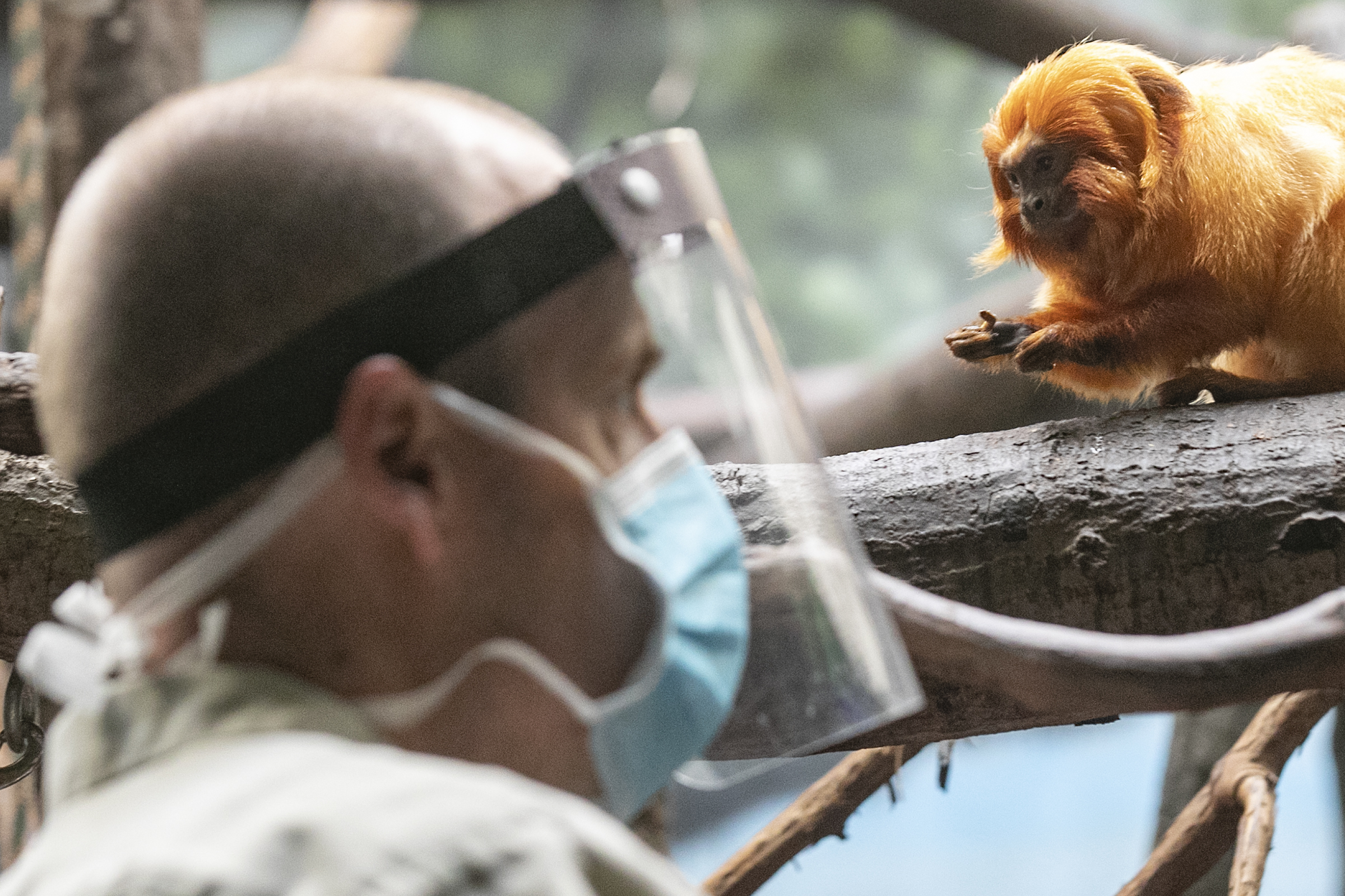 Philadelphia Zoo helps vaccine, breeding efforts for golden lion tamarin