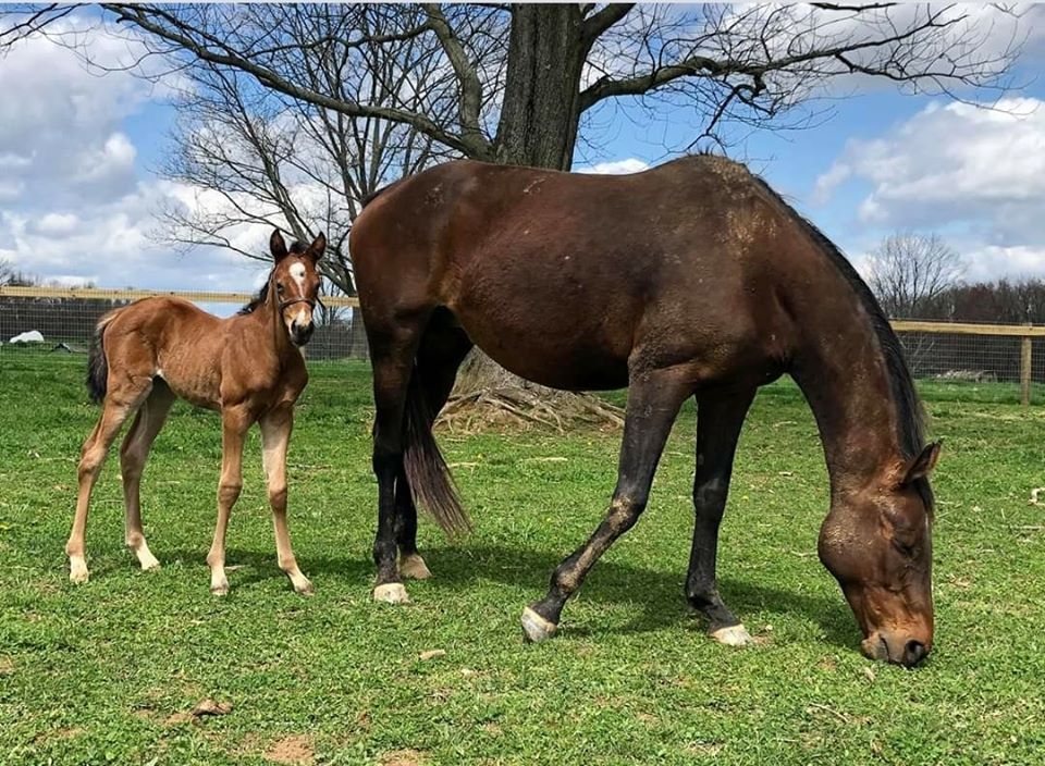 South Jersey Horse Rescue - NPO Sanctuary