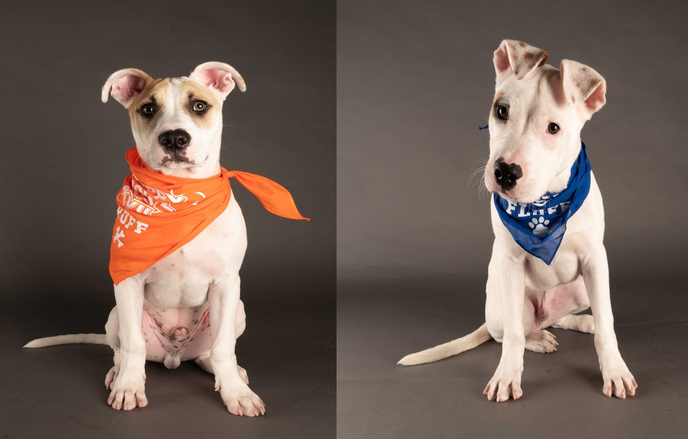 Meet The Philly-Area Shelter Dogs In Puppy Bowl XIX