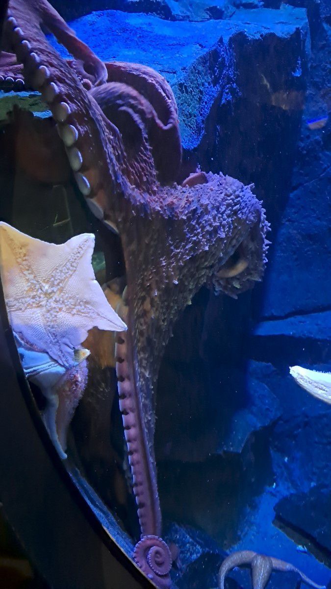 TIL There was an octopus in an aquarium that juggled its tankmates