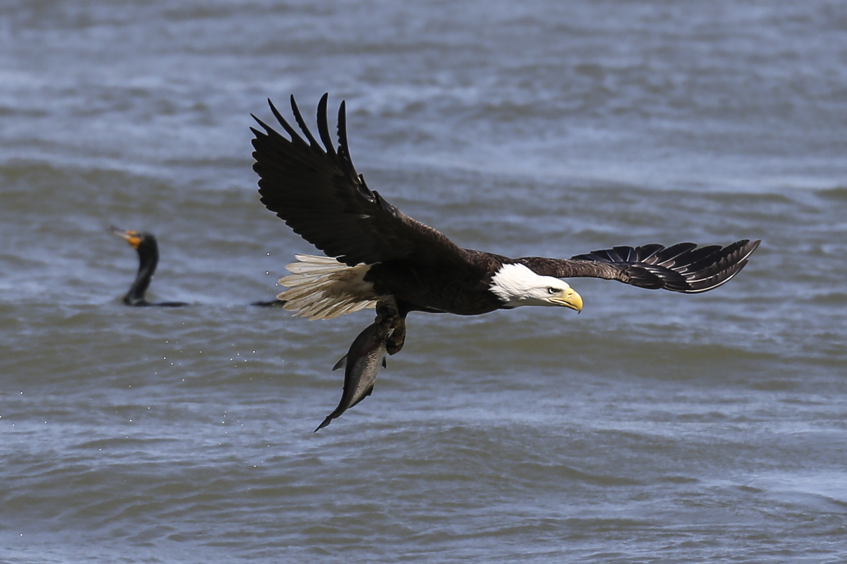 Balgo boy flies high with Eagles