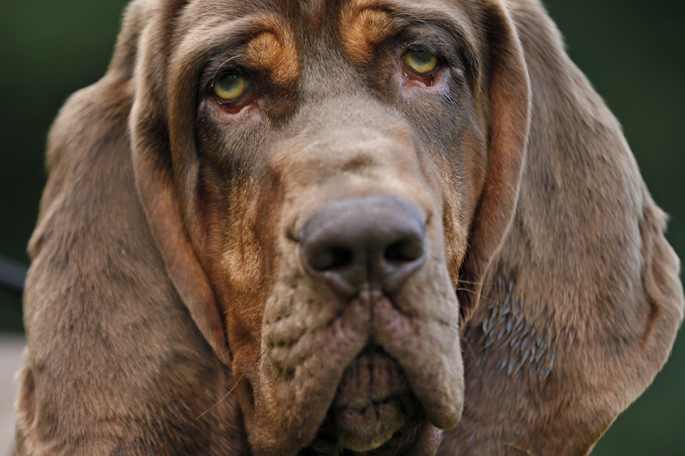 are bloodhounds good police dogs