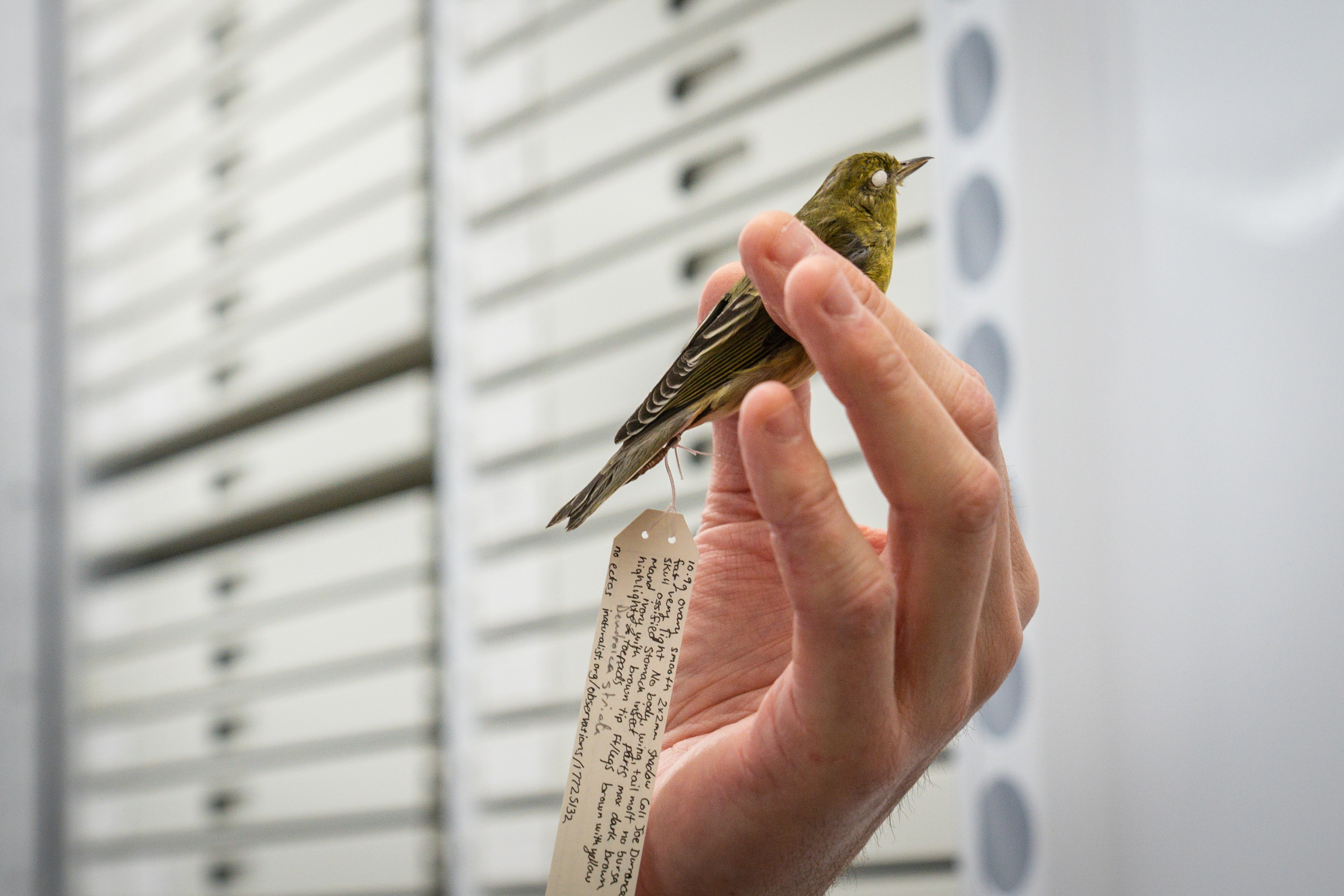 What these 250,000 dead birds can tell us