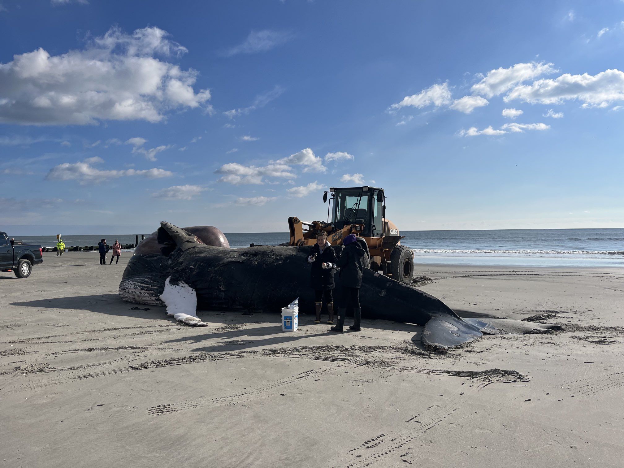 Humpback whale found dead, stranded on Maryland coast